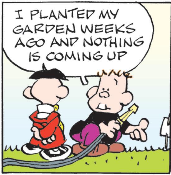 Photo caption OCR: I PLANTED MY GARDEN WEEKS AGO AND NOTHING IS COMING UP ? I PLANTED MY GARDEN WEEKS AGO AND NOTHING IS COMING UP ?
