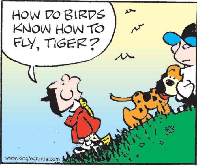 Graphics OCR: HOW DO BIRDS KNOW HOW TO FLYTIGER? ? u www.kingfeatures.com HOW DO BIRDS KNOW HOW TO FLYTIGER ? ? u www.kingfeatures.com