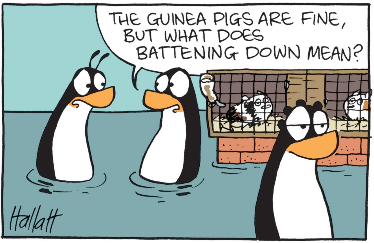 Fictional character OCR: Hallatt THE GUINEA PIGS ARE FINEBUT WHAT DOES BATTENING DOWN MEAN? Hallatt THE GUINEA PIGS ARE FINEBUT WHAT DOES BATTENING DOWN MEAN ?