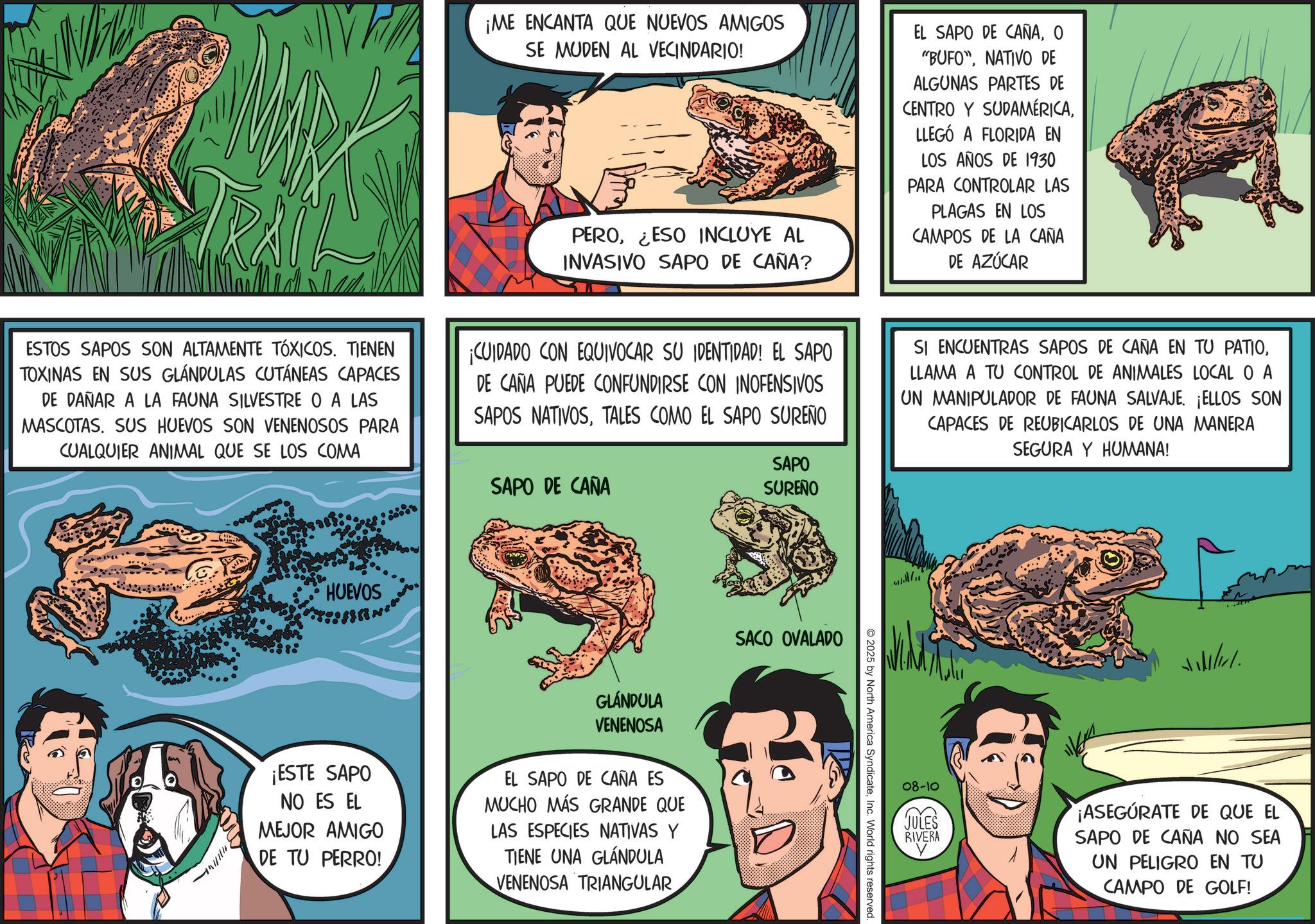Comic book OCR: ¡ME ENCANTA QUE NUEVOS AMIGOS SE MUDEN AL VECINDARIO! PERO¿ESO INCLUYE AL INVASIVO SAPO DE CAÑA? EL SAPO DE CAÑAO "BUFO"NATIVO DE ALGUNAS PARTES DE CENTRO Y SUDAMÉRICALLEGÓ A FLORIDA EN LOS AÑOS DE 1930 PARA CONTROLAR LAS PLAGAS EN LOS CAMPOS DE LA CAÑA DE AZÚCAR ESTOS SAPOS SON ALTAMENTE TÓXICOS. TIENEN TOXINAS EN SUS GLÁNDULAS CUTÁNEAS CAPACES DE DAÑAR A LA FAUNA SILVESTRE O A LAS MASCOTAS. SUS HUEVOS SON VENENOSOS PARA CUALQUIER ANIMAL QUE SE LOS COMA ¡CUIDADO CON EQUIVOCAR SU IDENTIDAD! EL SAPO DE CAÑA PUEDE CONFUNDIRSE CON INOFENSIVOS SAPOS NATIVOSTALES COMO EL SAPO SUREÑO SAPO DE CAÑA SAPO SUREÑO SI ENCUENTRAS SAPOS DE CAÑA EN TU PATIOLLAMA A TU CONTROL DE ANIMALES LOCAL OA UN MANIPULADOR DE FAUNA SALVAJE. ¡ELLOS SON CAPACES DE REUBICARLOS DE UNA MANERA SEGURA Y HUMANA! 11/1/11 HUEVOS SACO OVALADO GLÁNDULA VENENOSA ¡ESTE SAPO NO ES EL MEJOR AMIGO DE TU PERRO! EL SAPO DE CAÑA ES MUCHO MÁS GRANDE QUE LAS ESPECIES NATIVAS Y TIENE UNA GLANDULA VENENOSA TRIANGULAR 2025 by North America SyndicateInc. World rights reserved 08-10 JULES RIVERA V ¡ASEGURATE DE QUE EL SAPO DE CAÑA NO SEA UN PELIGRO EN TU CAMPO DE GOLF! ¡ ME ENCANTA QUE NUEVOS AMIGOS SE MUDEN AL VECINDARIO ! PERO¿ ESO INCLUYE AL INVASIVO SAPO DE CAÑA ? EL SAPO DE CAÑAO " BUFO "NATIVO DE ALGUNAS PARTES DE CENTRO Y SUDAMÉRICALLEGÓ A FLORIDA EN LOS AÑOS DE 1930 PARA CONTROLAR LAS PLAGAS EN LOS CAMPOS DE LA CAÑA DE AZÚCAR ESTOS SAPOS SON ALTAMENTE TÓXICOS . TIENEN TOXINAS EN SUS GLÁNDULAS CUTÁNEAS CAPACES DE DAÑAR A LA FAUNA SILVESTRE O A LAS MASCOTAS . SUS HUEVOS SON VENENOSOS PARA CUALQUIER ANIMAL QUE SE LOS COMA ¡ CUIDADO CON EQUIVOCAR SU IDENTIDAD ! EL SAPO DE CAÑA PUEDE CONFUNDIRSE CON INOFENSIVOS SAPOS NATIVOSTALES COMO EL SAPO SUREÑO SAPO DE CAÑA SAPO SUREÑO SI ENCUENTRAS SAPOS DE CAÑA EN TU PATIOLLAMA A TU CONTROL DE ANIMALES LOCAL OA UN MANIPULADOR DE FAUNA SALVAJE . ¡ ELLOS SON CAPACES DE REUBICARLOS DE UNA MANERA SEGURA Y HUMANA ! 11/1/11 HUEVOS SACO OVALADO GLÁNDULA VENENOSA ¡ ESTE SAPO NO ES EL MEJOR AMIGO DE TU PERRO ! EL SAPO DE CAÑA ES MUCHO MÁS GRANDE QUE LAS ESPECIES NATIVAS Y TIENE UNA GLANDULA VENENOSA TRIANGULAR 2025 by North America SyndicateInc. World rights reserved 08-10 JULES RIVERA V ¡ ASEGURATE DE QUE EL SAPO DE CAÑA NO SEA UN PELIGRO EN TU CAMPO DE GOLF !