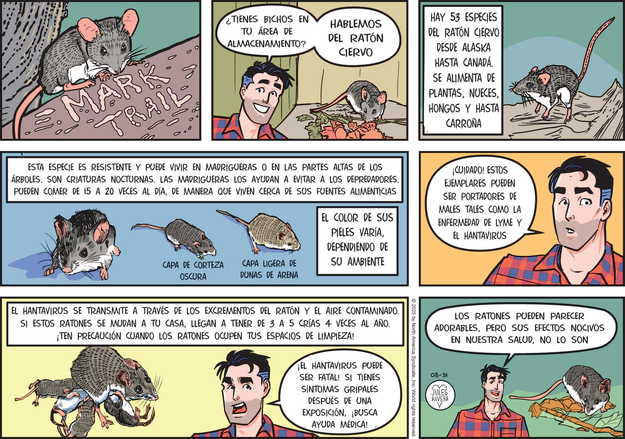Pack rats OCR: MARK TRAIL TIENES BICHOS EN TU ÁREA DE ALMACENAMIENTO? HABLEMOS DEL RATÓN CIERVO ESTA ESPECIE ES RESISTENTE Y PUEDE VIVIR EN MADRIGUERAS O EN LAS PARTES ALTAS DE LOS ÁRBOLES. SON CRIATURAS NOCTURNAS. LAS MADRIGUERAS LOS AYUDAN A EVITAR A LOS DEPREDADORES. PUEDEN COMER DE 15 A 20 VECES AL DÍADE MANERA QUE VIVEN CERCA DE SUS FUENTES ALIMENTICIAS CAPA DE CORTEZA OSCURA CAPA LIGERA DE DUNAS DE ARENA EL COLOR DE SUS PIELES VARÍADEPENDIENDO DE SU AMBIENTE HAY 53 ESPECIES DEL RATÓN CIERVO DESDE ALASKA HASTA CANADÁ SE ALIMENTA DE PLANTASHONGOS Y HASTA CARROÑA ¡CUIDADO! ESTOS EJEMPLARES PUEDEN SER PORTADORES DE MALES TALES COMO LA ENFERMEDAD DE LYME Y EL HANTAVIRUS Re LOS RATONES PUEDEN PARECER ADORABLESPERO SUS EFECTOS NOCIVOS EN NUESTRA SALUDNO LO SON 2025 by North America SyndicateInc. World rights reserved EL HANTAVIRUS SE TRANSMITE A TRAVÉS DE LOS EXCREMENTOS DEL RATÓN Y EL AIRE CONTAMINADO. SI ESTOS RATONES SE MUDAN A TU CASALLEGAN A TENER DE 3 A 5 CRÍAS 4 VECES AL AÑO. ¡TEN PRECAUCIÓN CUANDO LOS RATONES OCUPEN TUS ESPACIOS DE LIMPIEZA! ¡EL HANTAVIRUS PUEDE SER FATAL! SI TIENES SÍNTOMAS GRIPALES DESPUÉS DE UNA EXPOSICIÓN¡BUSCA AYUDA MÉDICA! 08-31 JULES RIVERA MARK TRAIL TIENES BICHOS EN TU ÁREA DE ALMACENAMIENTO ? HABLEMOS DEL RATÓN CIERVO ESTA ESPECIE ES RESISTENTE Y PUEDE VIVIR EN MADRIGUERAS O EN LAS PARTES ALTAS DE LOS ÁRBOLES . SON CRIATURAS NOCTURNAS . LAS MADRIGUERAS LOS AYUDAN A EVITAR A LOS DEPREDADORES . PUEDEN COMER DE 15 A 20 VECES AL DÍADE MANERA QUE VIVEN CERCA DE SUS FUENTES ALIMENTICIAS CAPA DE CORTEZA OSCURA CAPA LIGERA DE DUNAS DE ARENA EL COLOR DE SUS PIELES VARÍADEPENDIENDO DE SU AMBIENTE HAY 53 ESPECIES DEL RATÓN CIERVO DESDE ALASKA HASTA CANADÁ SE ALIMENTA DE PLANTASHONGOS Y HASTA CARROÑA ¡ CUIDADO ! ESTOS EJEMPLARES PUEDEN SER PORTADORES DE MALES TALES COMO LA ENFERMEDAD DE LYME Y EL HANTAVIRUS Re LOS RATONES PUEDEN PARECER ADORABLESPERO SUS EFECTOS NOCIVOS EN NUESTRA SALUDNO LO SON 2025 by North America SyndicateInc. World rights reserved EL HANTAVIRUS SE TRANSMITE A TRAVÉS DE LOS EXCREMENTOS DEL RATÓN Y EL AIRE CONTAMINADO . SI ESTOS RATONES SE MUDAN A TU CASALLEGAN A TENER DE 3 A 5 CRÍAS 4 VECES AL AÑO . ¡ TEN PRECAUCIÓN CUANDO LOS RATONES OCUPEN TUS ESPACIOS DE LIMPIEZA ! ¡ EL HANTAVIRUS PUEDE SER FATAL ! SI TIENES SÍNTOMAS GRIPALES DESPUÉS DE UNA EXPOSICIÓN¡ BUSCA AYUDA MÉDICA ! 08-31 JULES RIVERA