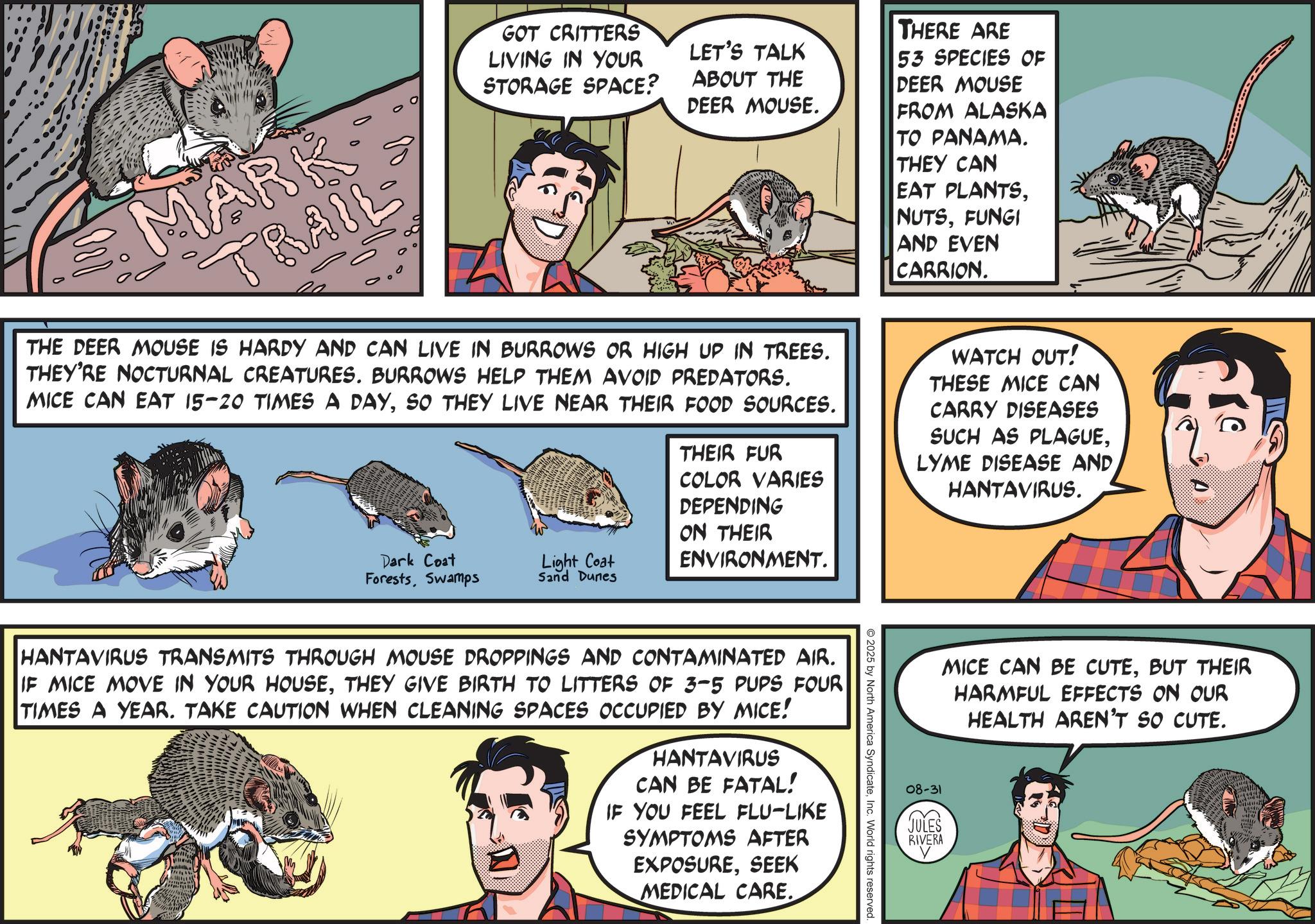 Pest OCR: MARK TRAIL GOT CRITTERS LIVING IN YOUR STORAGE SPACE? LET'S TALK ABOUT THE DEER MOUSE. THE DEER MOUSE IS HARDY AND CAN LIVE IN BURROWS OR HIGH UP IN TREES. THEY'RE NOCTURNAL CREATURES. BURROWS HELP THEM AVOID PREDATORS. MICE CAN EAT 15-20 TIMES A DAYSO THEY LIVE NEAR THEIR FOOD SOURCES. Dark Coat ForestsSwamps Light Coat Sand Dunes THEIR FUR COLOR VARIES DEPENDING ON THEIR ENVIRONMENT. THERE ARE 53 SPECIES OF DEER MOUSE FROM ALASKA TO PANAMA. THEY CAN EAT PLANTSFUNGI AND EVEN CARRION. WATCH OUT! THESE MICE CAN CARRY DISEASES SUCH AS PLAGUELYME DISEASE AND HANTAVIRUS. e MICE CAN BE CUTEBUT THEIR HARMFUL EFFECTS ON OUR HEALTH AREN'T SO CUTE. O 2025 by North America SyndicateInc. World rights reserved HANTAVIRUS TRANSMITS THROUGH MOUSE DROPPINGS AND CONTAMINATED AIR. IF MICE MOVE IN YOUR HOUSETHEY GIVE BIRTH TO LITTERS OF 3-5 PUPS FOUR TIMES A YEAR. TAKE CAUTION WHEN CLEANING SPACES OCCUPIED BY MICE! HANTAVIRUS CAN BE FATAL! IF YOU FEEL FLU-LIKE SYMPTOMS AFTER EXPOSURESEEK MEDICAL CARE. 08-31 JULES RIVERA MARK TRAIL GOT CRITTERS LIVING IN YOUR STORAGE SPACE ? LET'S TALK ABOUT THE DEER MOUSE . THE DEER MOUSE IS HARDY AND CAN LIVE IN BURROWS OR HIGH UP IN TREES . THEY'RE NOCTURNAL CREATURES . BURROWS HELP THEM AVOID PREDATORS . MICE CAN EAT 15-20 TIMES A DAYSO THEY LIVE NEAR THEIR FOOD SOURCES . Dark Coat ForestsSwamps Light Coat Sand Dunes THEIR FUR COLOR VARIES DEPENDING ON THEIR ENVIRONMENT . THERE ARE 53 SPECIES OF DEER MOUSE FROM ALASKA TO PANAMA . THEY CAN EAT PLANTSFUNGI AND EVEN CARRION . WATCH OUT ! THESE MICE CAN CARRY DISEASES SUCH AS PLAGUELYME DISEASE AND HANTAVIRUS . e MICE CAN BE CUTEBUT THEIR HARMFUL EFFECTS ON OUR HEALTH AREN'T SO CUTE . O 2025 by North America SyndicateInc. World rights reserved HANTAVIRUS TRANSMITS THROUGH MOUSE DROPPINGS AND CONTAMINATED AIR . IF MICE MOVE IN YOUR HOUSETHEY GIVE BIRTH TO LITTERS OF 3-5 PUPS FOUR TIMES A YEAR . TAKE CAUTION WHEN CLEANING SPACES OCCUPIED BY MICE ! HANTAVIRUS CAN BE FATAL ! IF YOU FEEL FLU - LIKE SYMPTOMS AFTER EXPOSURESEEK MEDICAL CARE . 08-31 JULES RIVERA