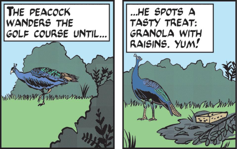 Feather OCR: THE PEACOCK WANDERS THE GOLF COURSE UNTIL... ...HE SPOTS A TASTY TREAT: GRANOLA WITH RAISINS. YUM! THE PEACOCK WANDERS THE GOLF COURSE UNTIL ... ... HE SPOTS A TASTY TREAT : GRANOLA WITH RAISINS . YUM !