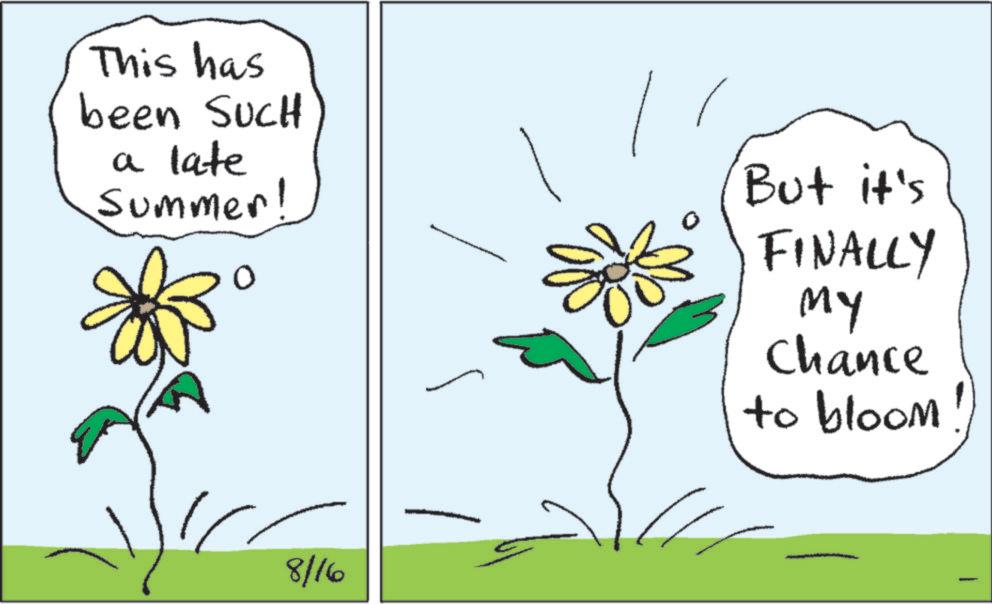 Photo caption OCR: This has been SUCH a late Summer! But it's FINALLY My Chance to bloom! 8/16 - This has been SUCH a late Summer ! But it's FINALLY My Chance to bloom ! 8/16 -