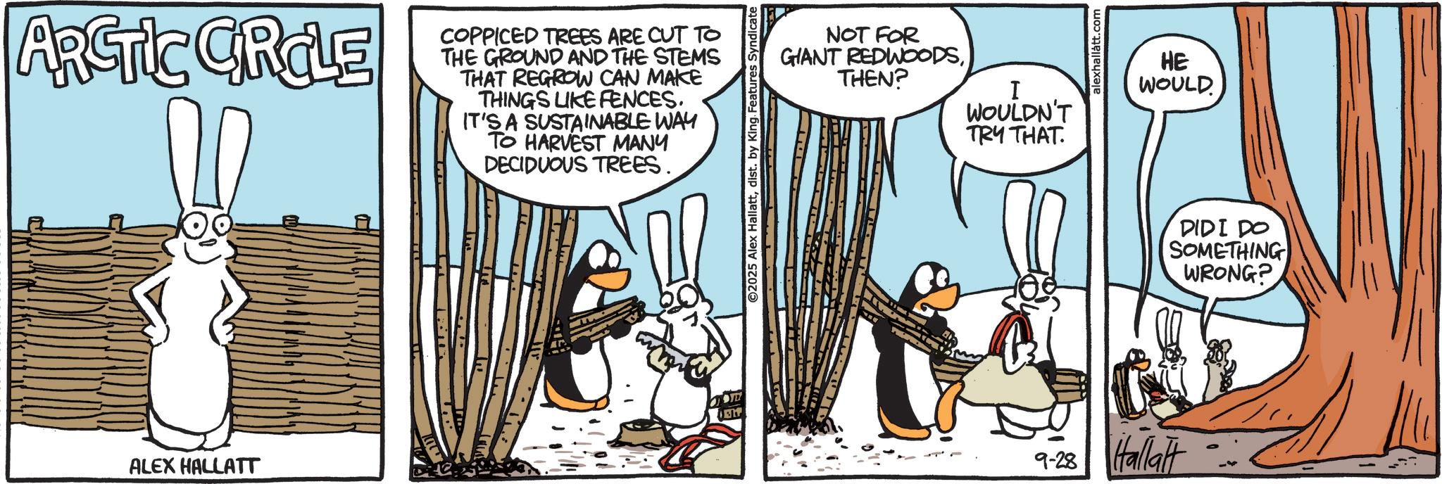Fictional character OCR: ARCTIC CROLE ALEX HALLATT COPPICED TREES ARE CUT TO THE GROUND AND THE STEMS THAT REGROW CAN MAKE THINGS LIKE FENCES. IT'S A SUSTAINABLE WAY TO HARVEST MANY DECIDUOUS TREES. O2025 Alex Hallattdist. by King Features Syndicate NOT FOR GIANT REDWOODSTHEN? I WOULDN'T TRY THAT 9-28 Hallat alexhallått.com HE WOULD DIDI DO SOMETHING WRONG? ARCTIC CROLE ALEX HALLATT COPPICED TREES ARE CUT TO THE GROUND AND THE STEMS THAT REGROW CAN MAKE THINGS LIKE FENCES . IT'S A SUSTAINABLE WAY TO HARVEST MANY DECIDUOUS TREES . O2025 Alex Hallattdist . by King Features Syndicate NOT FOR GIANT REDWOODSTHEN ? I WOULDN'T TRY THAT 9-28 Hallat alexhallått.com HE WOULD DIDI DO SOMETHING WRONG ?