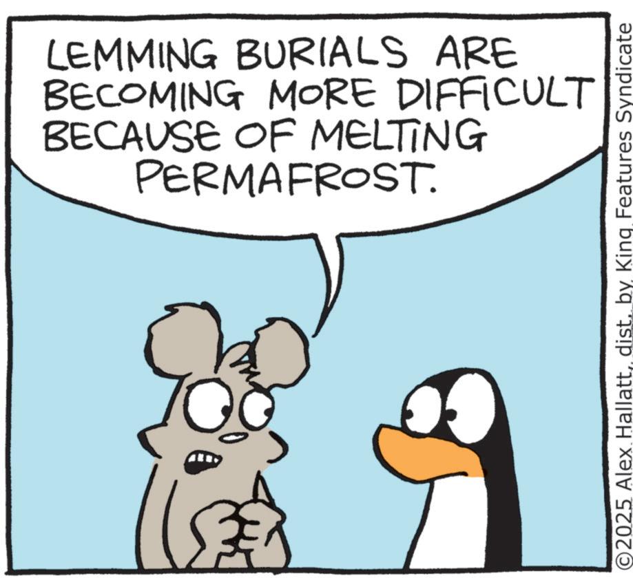Photo caption OCR: LEMMING BURIALS ARE BECOMING MORE DIFFICULT BECAUSE OF MELTING PERMAFROST. 0 O2025 Alex Hallattdist. by King Features Syndicate LEMMING BURIALS ARE BECOMING MORE DIFFICULT BECAUSE OF MELTING PERMAFROST . 0 O2025 Alex Hallattdist . by King Features Syndicate