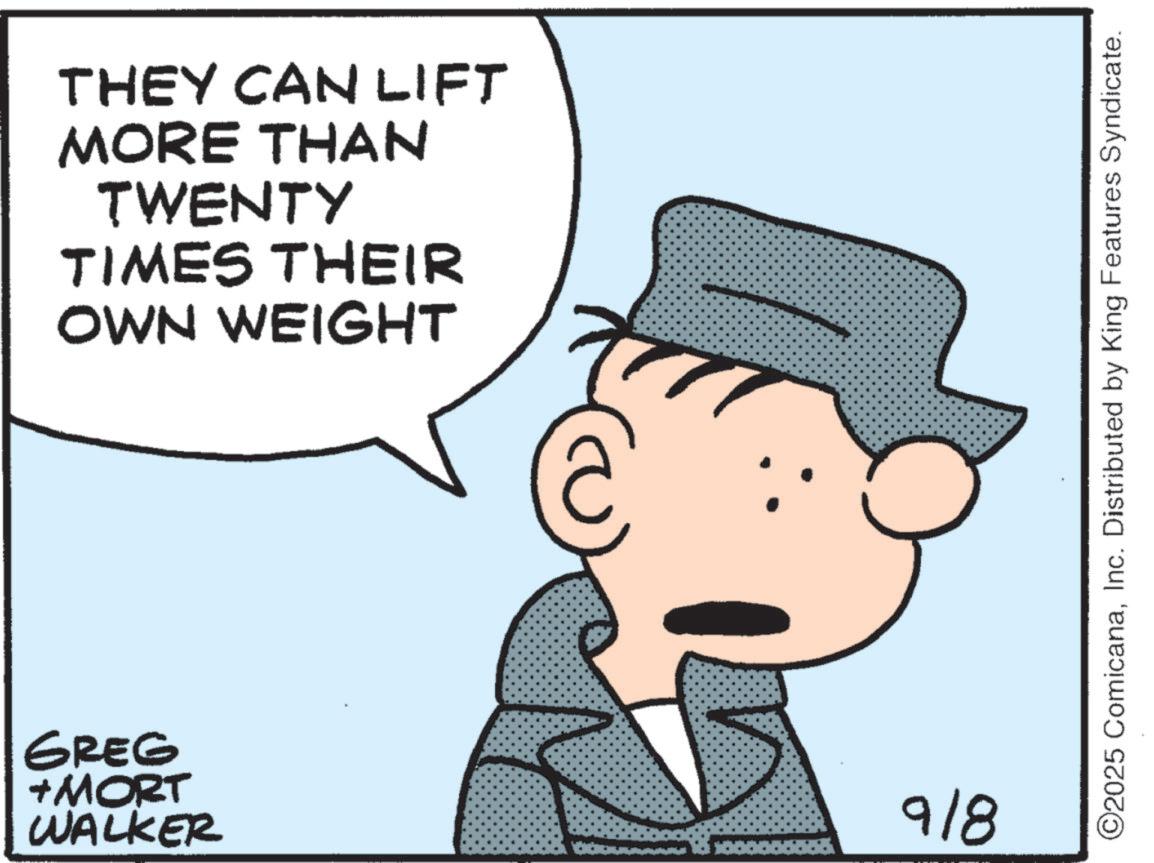 Photo caption OCR: THEY CAN LIFT MORE THAN TWENTY TIMES THEIR OWN WEIGHT GREG +MORT WALKER 9/8 ©2025 ComicanaInc. Distributed by King Features Syndicate. THEY CAN LIFT MORE THAN TWENTY TIMES THEIR OWN WEIGHT GREG + MORT WALKER 9/8 © 2025 ComicanaInc. Distributed by King Features Syndicate .