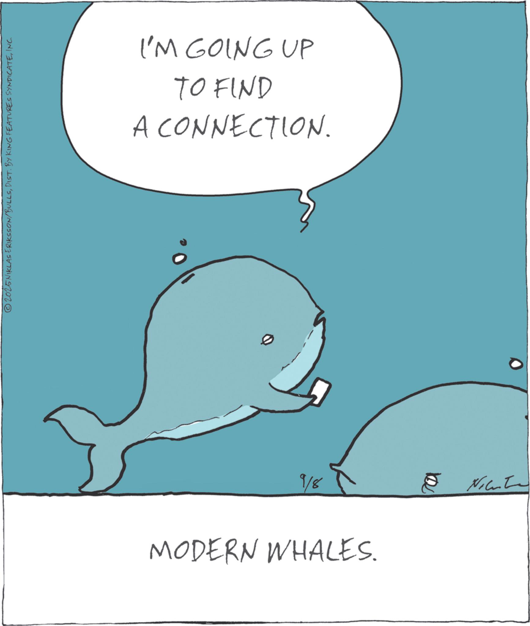 Photo caption OCR: 2025NIKLAS ERIKSSON/BULLSINC I'M GOING UP TO FIND A CONNECTION. 9/8 MODERN WHALES. ?? ???? 2025NIKLAS ERIKSSON / BULLSDIST . BY KING FEATURES SYNDICATEINC I'M GOING UP TO FIND A CONNECTION . 9/8 MODERN WHALES . ?? ????
