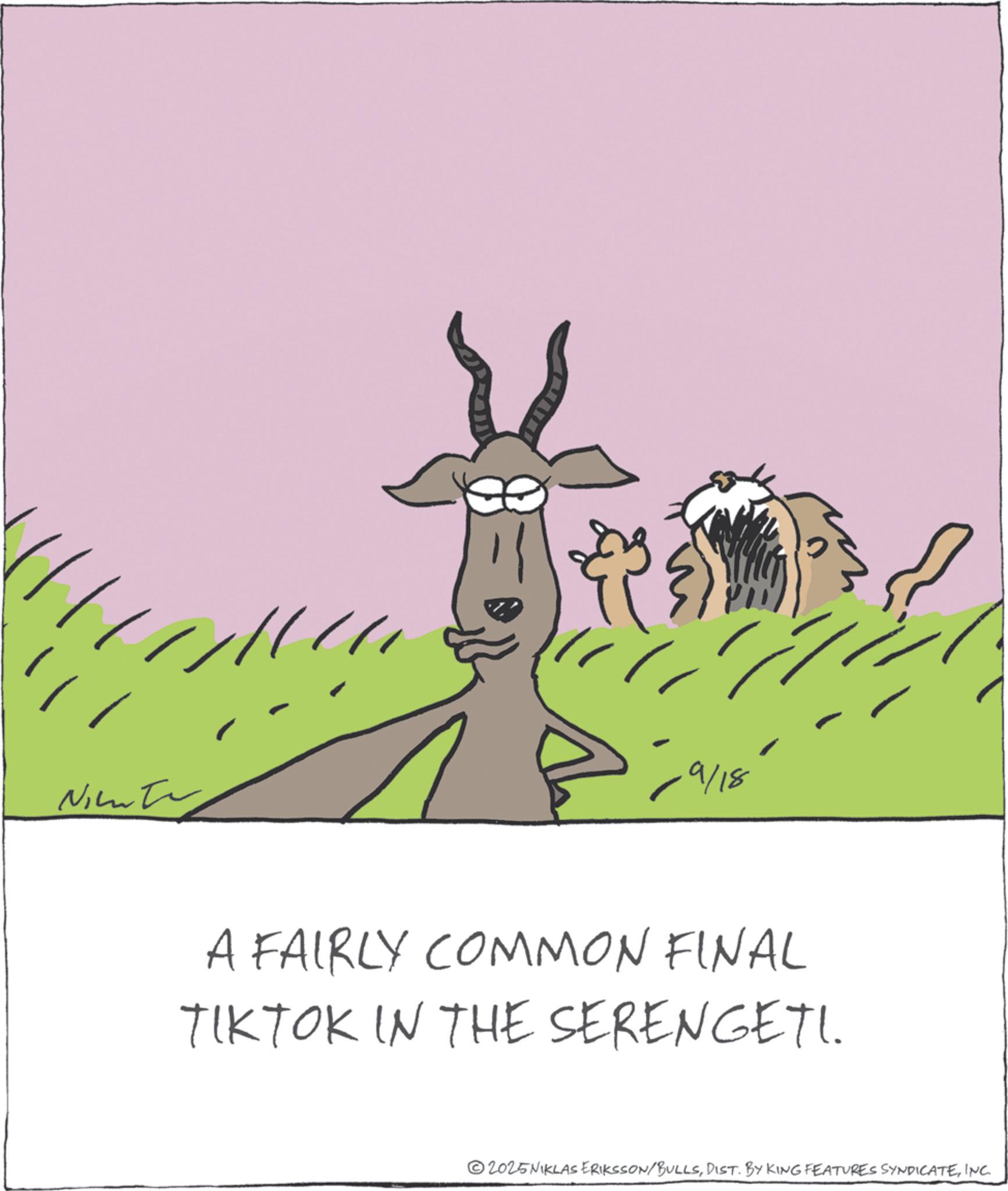 Photo caption OCR: //// Nichter 0 =9/18 A FAIRLY COMMON FINAL TIKTOK IN THE SERENGETI. 2025NIKLAS ERIKSSON/BULLSINC. //// Nichter 0 = 9 / 18 A FAIRLY COMMON FINAL TIKTOK IN THE SERENGETI . 2025NIKLAS ERIKSSON / BULLSDIST . BY KING FEATURES SYNDICATEINC .