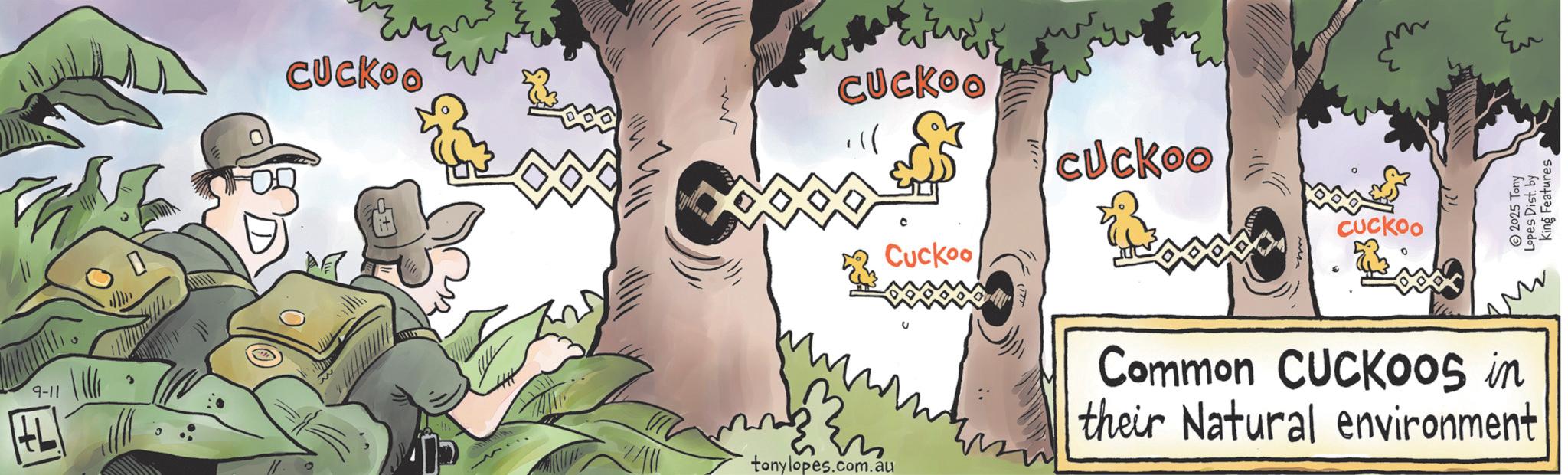 Animation OCR: 9-11 77 ? CUCKOO CUCKOO Cuckoo Cuckoo CUCKOO ??? tonylopes.com.au Common CUCKOOS in their Natural environment 2025 Tony Lopes Dist. by King Features 9-11 77 ? CUCKOO CUCKOO Cuckoo Cuckoo CUCKOO ??? tonylopes.com.au Common CUCKOOS in their Natural environment 2025 Tony Lopes Dist . by King Features