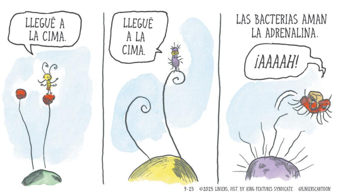 Insect OCR: LLEGUÉ A LA CIMA. LLEGUE A LA CIMA. LAS BACTERIAS AMAN LA ADRENALINA. ¡AAAAH! 9-25 2025 LINIERSDIST. BY KING FEATURES SYNDICATE @LINIERSCARTOON LLEGUÉ A LA CIMA . LLEGUE A LA CIMA . LAS BACTERIAS AMAN LA ADRENALINA . ¡ AAAAH ! 9-25 2025 LINIERSDIST . BY KING FEATURES SYNDICATE @LINIERSCARTOON