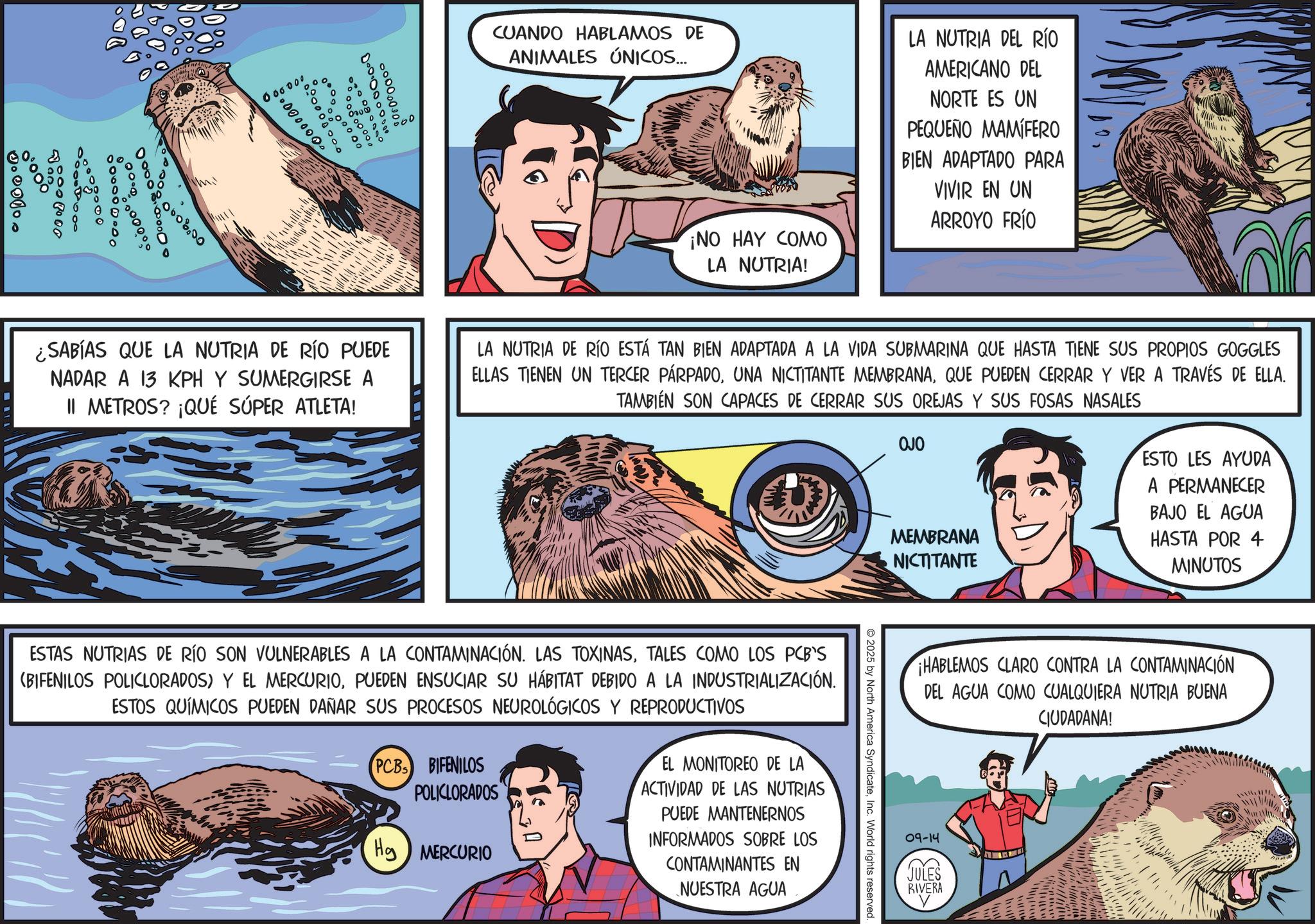 Comics OCR: 1.00000 MARY 000000000 000000000 0000000000 000000 XTRAIL 000000000 00000000 CUANDO HABLAMOS DE ANIMALES ÚNICOS... LA NUTRIA DEL RÍO AMERICANO DEL NORTE ES UN PEQUEÑO MAMÍFERO BIEN ADAPTADO PARA VIVIR EN UN ARROYO FRÍO ¡NO HAY COMO LA NUTRIA! ¿SABÍAS QUE LA NUTRIA DE RÍO PUEDE NADAR A 13 KPH Y SUMERGIRSE A II METROS? ¡QUÉ SÚPER ATLETA! LA NUTRIA DE RÍO ESTÁ TAN BIEN ADAPTADA A LA VIDA SUBMARINA QUE HASTA TIENE SUS PROPIOS GOGGLES ELLAS TIENEN UN TERCER PÁRPADOQUE PUEDEN CERRAR Y VER A TRAVÉS DE ELLA. TAMBIÉN SON CAPACES DE CERRAR SUS OREJAS Y SUS FOSAS NASALES OJO MEMBRANA NICTITANTE ESTO LES AYUDA A PERMANECER BAJO EL AGUA HASTA POR 4 MINUTOS ESTAS NUTRIAS DE RÍO SON VULNERABLES A LA CONTAMINACIÓN. LAS TOXINASTALES COMO LOS PCB'S (BIFENILOS POLICLORADOS) Y EL MERCURIOPUEDEN ENSUCIAR SU HÁBITAT DEBIDO A LA INDUSTRIALIZACIÓN. ESTOS QUÍMICOS PUEDEN DAÑAR SUS PROCESOS NEUROLÓGICOS Y REPRODUCTIVOS PCB BIFENILOS POLICLORADOS Hg MERCURIO EL MONITOREO DE LA ACTIVIDAD DE LAS NUTRIAS PUEDE MANTENERNOS INFORMADOS SOBRE LOS CONTAMINANTES EN NUESTRA AGUA 2025 by North America SyndicateInc. World rights reserved. ¡HABLEMOS CLARO CONTRA LA CONTAMINACIÓN DEL AGUA COMO CUALQUIERA NUTRIA BUENA CIUDADANA! 09-14 JULES RIVERA 1.00000 MARY 000000000 000000000 0000000000 000000 XTRAIL 000000000 00000000 CUANDO HABLAMOS DE ANIMALES ÚNICOS ... LA NUTRIA DEL RÍO AMERICANO DEL NORTE ES UN PEQUEÑO MAMÍFERO BIEN ADAPTADO PARA VIVIR EN UN ARROYO FRÍO ¡ NO HAY COMO LA NUTRIA ! ¿ SABÍAS QUE LA NUTRIA DE RÍO PUEDE NADAR A 13 KPH Y SUMERGIRSE A II METROS ? ¡ QUÉ SÚPER ATLETA ! LA NUTRIA DE RÍO ESTÁ TAN BIEN ADAPTADA A LA VIDA SUBMARINA QUE HASTA TIENE SUS PROPIOS GOGGLES ELLAS TIENEN UN TERCER PÁRPADOUNA NICTITANTE MEMBRANAQUE PUEDEN CERRAR Y VER A TRAVÉS DE ELLA . TAMBIÉN SON CAPACES DE CERRAR SUS OREJAS Y SUS FOSAS NASALES OJO MEMBRANA NICTITANTE ESTO LES AYUDA A PERMANECER BAJO EL AGUA HASTA POR 4 MINUTOS ESTAS NUTRIAS DE RÍO SON VULNERABLES A LA CONTAMINACIÓN . LAS TOXINASTALES COMO LOS PCB'S ( BIFENILOS POLICLORADOS ) Y EL MERCURIOPUEDEN ENSUCIAR SU HÁBITAT DEBIDO A LA INDUSTRIALIZACIÓN . ESTOS QUÍMICOS PUEDEN DAÑAR SUS PROCESOS NEUROLÓGICOS Y REPRODUCTIVOS PCB BIFENILOS POLICLORADOS Hg MERCURIO EL MONITOREO DE LA ACTIVIDAD DE LAS NUTRIAS PUEDE MANTENERNOS INFORMADOS SOBRE LOS CONTAMINANTES EN NUESTRA AGUA 2025 by North America SyndicateInc. World rights reserved . ¡ HABLEMOS CLARO CONTRA LA CONTAMINACIÓN DEL AGUA COMO CUALQUIERA NUTRIA BUENA CIUDADANA ! 09-14 JULES RIVERA