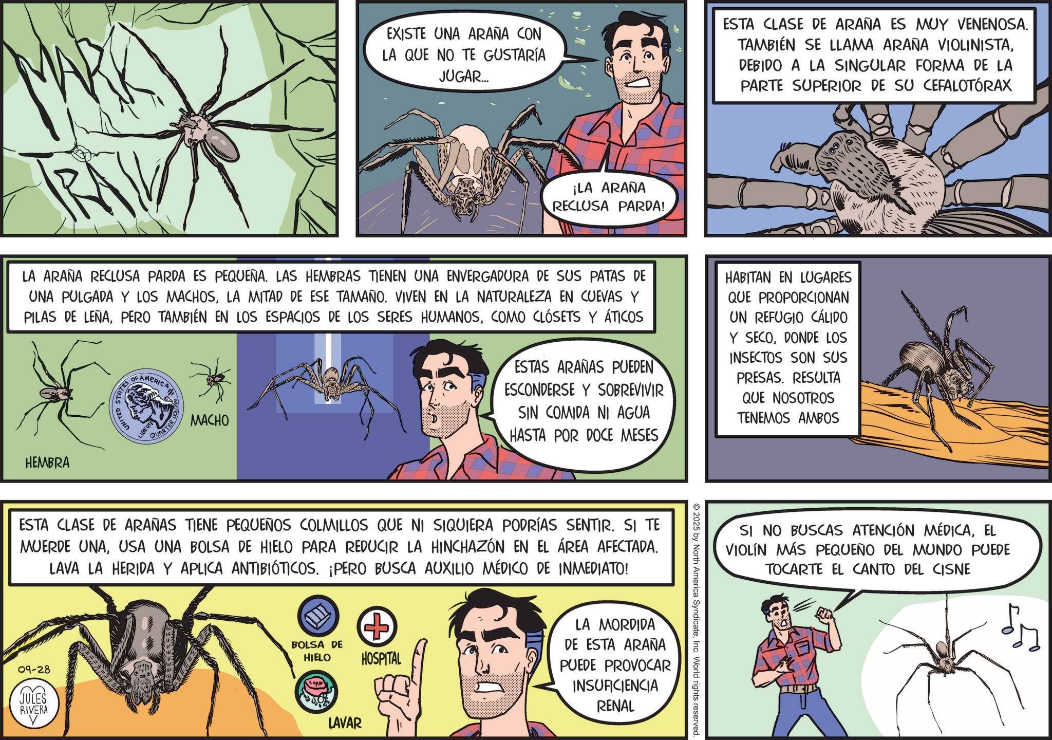 Parasitism OCR: EXISTE UNA ARAÑA CON LA QUE NO TE GUSTARÍA JUGAR... ESTA CLASE DE ARAÑA ES MUY VENENOSA. TAMBIÉN SE LLAMA ARAÑA VIOLINISTADEBIDO A LA SINGULAR FORMA DE LA PARTE SUPERIOR DE SU CEFALOTÓRAX ¡LA ARAÑA RECLUSA PARDA! TRA LA ARAÑA RECLUSA PARDA ES PEQUEÑA. LAS HEMBRAS TIENEN UNA ENVERGADURA DE SUS PATAS DE UNA PULGADA Y LOS MACHOSLA MITAD DE ESE TAMAÑO. VIVEN EN LA NATURALEZA EN CUEVAS Y PILAS DE LEÑACOMO CLÓSETS Y ÁTICOS STATES OF UNITED AMERICA LIBERTY TER MACHO ESTAS ARAÑAS PUEDEN ESCONDERSE Y SOBREVIVIR SIN COMIDA NI AGUA HASTA POR DOCE MESES HABITAN EN LUGARES QUE PROPORCIONAN UN REFUGIO CÁLIDO Y SECODONDE LOS INSECTOS SON SUS PRESAS. RESULTA QUE NOSOTROS TENEMOS AMBOS HEMBRA 2025 by North America SyndicateInc. World rights reserved. ESTA CLASE DE ARAÑAS TIENE PEQUEÑOS COLMILLOS QUE NI SIQUIERA PODRÍAS SENTIR. SI TE MUERDE UNAUSA UNA BOLSA DE HIELO PARA REDUCIR LA HINCHAZÓN EN EL ÁREA AFECTADA. LAVA LA HERIDA Y APLICA ANTIBIÓTICOS. ¡PERO BUSCA AUXILIO MÉDICO DE INMEDIATO! 09-28 JULES RIVERA BOLSA DE HIELO + HOSPITAL LA MORDIDA DE ESTA ARAÑA PUEDE PROVOCAR INSUFICIENCIA RENAL LAVAR SI NO BUSCAS ATENCIÓN MÉDICAEL VIOLÍN MÁS PEQUEÑO DEL MUNDO PUEDE TOCARTE EL CANTO DEL CISNE ? EXISTE UNA ARAÑA CON LA QUE NO TE GUSTARÍA JUGAR ... ESTA CLASE DE ARAÑA ES MUY VENENOSA . TAMBIÉN SE LLAMA ARAÑA VIOLINISTADEBIDO A LA SINGULAR FORMA DE LA PARTE SUPERIOR DE SU CEFALOTÓRAX ¡ LA ARAÑA RECLUSA PARDA ! TRA LA ARAÑA RECLUSA PARDA ES PEQUEÑA . LAS HEMBRAS TIENEN UNA ENVERGADURA DE SUS PATAS DE UNA PULGADA Y LOS MACHOSLA MITAD DE ESE TAMAÑO . VIVEN EN LA NATURALEZA EN CUEVAS Y PILAS DE LEÑAPERO TAMBIÉN EN LOS ESPACIOS DE LOS SERES HUMANOSCOMO CLÓSETS Y ÁTICOS STATES OF UNITED AMERICA LIBERTY TER MACHO ESTAS ARAÑAS PUEDEN ESCONDERSE Y SOBREVIVIR SIN COMIDA NI AGUA HASTA POR DOCE MESES HABITAN EN LUGARES QUE PROPORCIONAN UN REFUGIO CÁLIDO Y SECODONDE LOS INSECTOS SON SUS PRESAS . RESULTA QUE NOSOTROS TENEMOS AMBOS HEMBRA 2025 by North America SyndicateInc. World rights reserved . ESTA CLASE DE ARAÑAS TIENE PEQUEÑOS COLMILLOS QUE NI SIQUIERA PODRÍAS SENTIR . SI TE MUERDE UNAUSA UNA BOLSA DE HIELO PARA REDUCIR LA HINCHAZÓN EN EL ÁREA AFECTADA . LAVA LA HERIDA Y APLICA ANTIBIÓTICOS . ¡ PERO BUSCA AUXILIO MÉDICO DE INMEDIATO ! 09-28 JULES RIVERA BOLSA DE HIELO + HOSPITAL LA MORDIDA DE ESTA ARAÑA PUEDE PROVOCAR INSUFICIENCIA RENAL LAVAR SI NO BUSCAS ATENCIÓN MÉDICAEL VIOLÍN MÁS PEQUEÑO DEL MUNDO PUEDE TOCARTE EL CANTO DEL CISNE ?