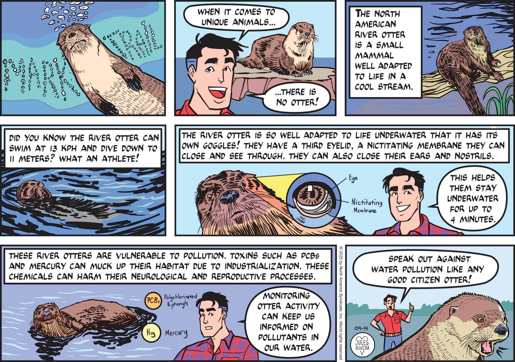 Animation OCR: 000000 XERALL 000000000 00000000 mi 000000 000000000 WHEN IT COMES TO UNIQUE ANIMALS... ...THERE IS NO OTTER! THE NORTH AMERICAN RIVER OTTER IS A SMALL MAMMAL WELL ADAPTED TO LIFE IN A COOL STREAM. DID YOU KNOW THE RIVER OTTER CAN SWIM AT 13 KPH AND DIVE DOWN TO II METERS? WHAT AN ATHLETE! THE RIVER OTTER IS SO WELL ADAPTED TO LIFE UNDERWATER THAT IT HAS ITS OWN GOGGLES! THEY HAVE A THIRD EYELIDA NICTITATING MEMBRANE THEY CAN CLOSE AND SEE THROUGH. THEY CAN ALSO CLOSE THEIR EARS AND NOSTRILS. ·Eye Nictitating Membrane THIS HELPS THEM STAY UNDERWATER FOR UP TO 4 MINUTES. 40008000 000000000 0.000 1.00000 SPEAK OUT AGAINST WATER POLLUTION LIKE ANY GOOD CITIZEN OTTER! O 2025 by North America SyndicateInc. World rights reserved. THESE RIVER OTTERS ARE VULNERABLE TO POLLUTION. TOXINS SUCH AS PCBS AND MERCURY CAN MUCK UP THEIR HABITAT DUE TO INDUSTRIALIZATION. THESE CHEMICALS CAN HARM THEIR NEUROLOGICAL AND REPRODUCTIVE PROCESSES. PCBS Polychlorinated Biphenyls Hg) Mercury MONITORING OTTER ACTIVITY CAN KEEP US INFORMED ON POLLUTANTS IN OUR WATER. 09-14 JULES RIVERA 000000 XERALL 000000000 00000000 mi 000000 000000000 WHEN IT COMES TO UNIQUE ANIMALS ... ... THERE IS NO OTTER ! THE NORTH AMERICAN RIVER OTTER IS A SMALL MAMMAL WELL ADAPTED TO LIFE IN A COOL STREAM . DID YOU KNOW THE RIVER OTTER CAN SWIM AT 13 KPH AND DIVE DOWN TO II METERS ? WHAT AN ATHLETE ! THE RIVER OTTER IS SO WELL ADAPTED TO LIFE UNDERWATER THAT IT HAS ITS OWN GOGGLES ! THEY HAVE A THIRD EYELIDA NICTITATING MEMBRANE THEY CAN CLOSE AND SEE THROUGH . THEY CAN ALSO CLOSE THEIR EARS AND NOSTRILS . · Eye Nictitating Membrane THIS HELPS THEM STAY UNDERWATER FOR UP TO 4 MINUTES . 40008000 000000000 0.000 1.00000 SPEAK OUT AGAINST WATER POLLUTION LIKE ANY GOOD CITIZEN OTTER ! O 2025 by North America SyndicateInc. World rights reserved . THESE RIVER OTTERS ARE VULNERABLE TO POLLUTION . TOXINS SUCH AS PCBS AND MERCURY CAN MUCK UP THEIR HABITAT DUE TO INDUSTRIALIZATION . THESE CHEMICALS CAN HARM THEIR NEUROLOGICAL AND REPRODUCTIVE PROCESSES . PCBS Polychlorinated Biphenyls Hg ) Mercury MONITORING OTTER ACTIVITY CAN KEEP US INFORMED ON POLLUTANTS IN OUR WATER . 09-14 JULES RIVERA