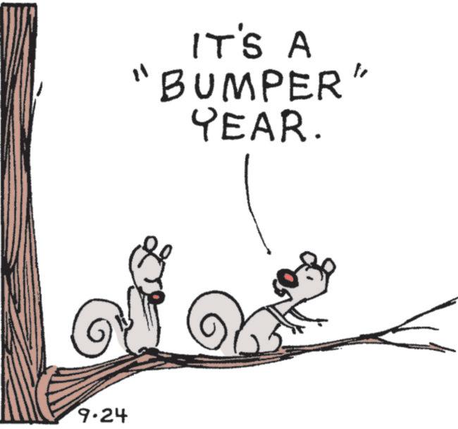 Eastern gray squirrel OCR: 9.24 "1 IT'S A "BUMPER" YEAR. 9.24 " 1 IT'S A " BUMPER " YEAR .