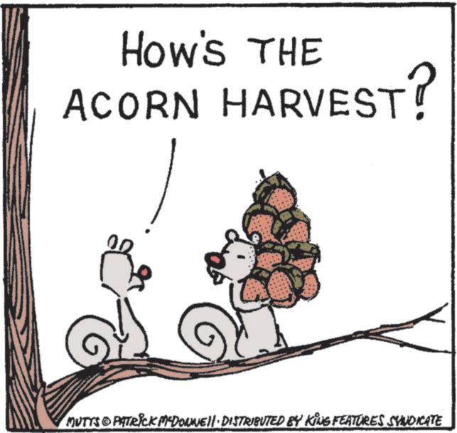Produce OCR: How's THE ACORN HARVEST? MUTTS PATRICK MCDONNELL DISTRIBUTED BY KING FEATURES SYNDICATE How's THE ACORN HARVEST ? MUTTS PATRICK MCDONNELL DISTRIBUTED BY KING FEATURES SYNDICATE