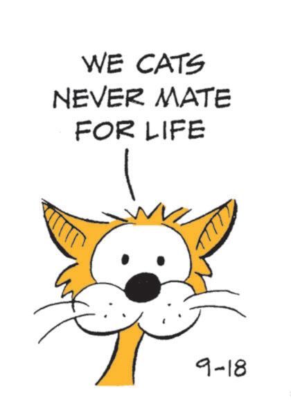 Carnivores OCR: WE CATS NEVER MATE FOR LIFE 9-18 WE CATS NEVER MATE FOR LIFE 9-18