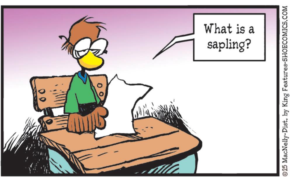 Fiction OCR: 0 0 sapling? What is a ©25 MacNelly-Dist. by King Features-SHOECOMICS.COM 0 0 sapling ? What is a © 25 MacNelly - Dist . by King Features-SHOECOMICS.COM