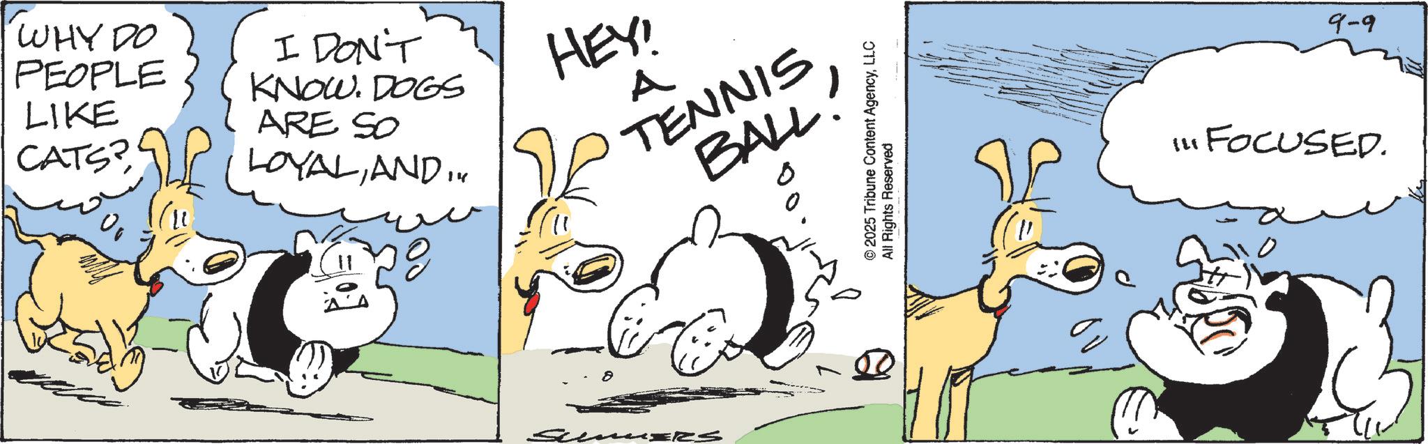 Comic book OCR: WHY DO PEOPLE LIKE CATS? ?? I DON'T KNOW. DOGS ARE SO LOYALANDI. HEY! A TENNIS BALL! © 2025 Tribune Content AgencyLLC All Rights Reserved 9-9 "FOCUSED. 141 WHY DO PEOPLE LIKE CATS ? ?? I DON'T KNOW . DOGS ARE SO LOYALANDI . HEY ! A TENNIS BALL ! © 2025 Tribune Content AgencyLLC All Rights Reserved 9-9 " FOCUSED . 141