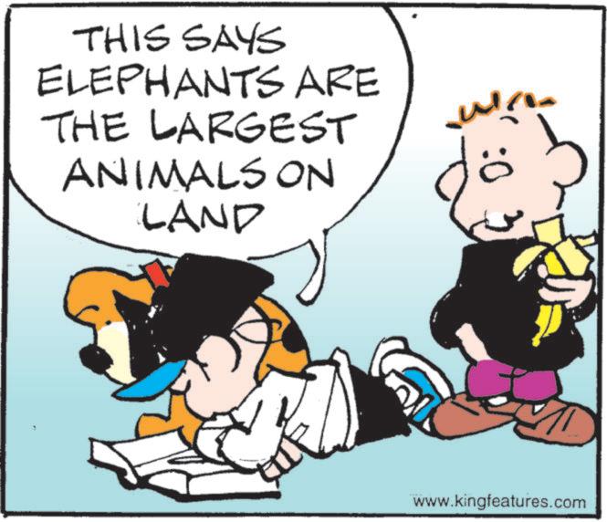 Conversation OCR: THIS SAYS ELEPHANTS ARE THE LARGEST ANIMALS ON LAND www.kingfeatures.com 0: THIS SAYS ELEPHANTS ARE THE LARGEST ANIMALS ON LAND www.kingfeatures.com 0 :