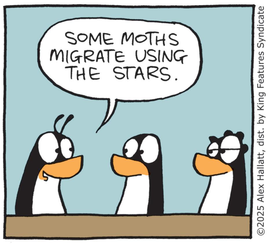 Photo caption OCR: THE STARS. MIGRATE USING SOME MOTHS ©2025 Alex Hallattdist. by King Features Syndicate THE STARS . MIGRATE USING SOME MOTHS © 2025 Alex Hallattdist . by King Features Syndicate