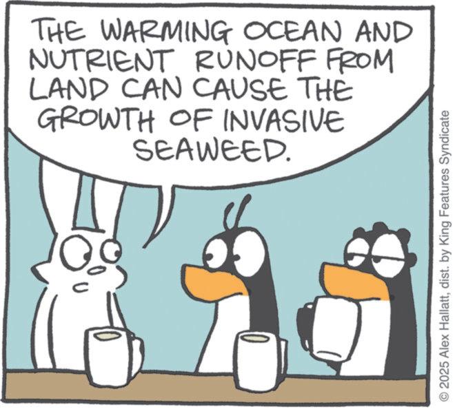 Photo caption OCR: THE WARMING OCEAN AND NUTRIENT RUNOFF FROM LAND CAN CAUSE THE GROWTH OF INVASIVE SEAWEED. 2025 Alex Hallattdist. by King Features Syndicate THE WARMING OCEAN AND NUTRIENT RUNOFF FROM LAND CAN CAUSE THE GROWTH OF INVASIVE SEAWEED . 2025 Alex Hallattdist . by King Features Syndicate