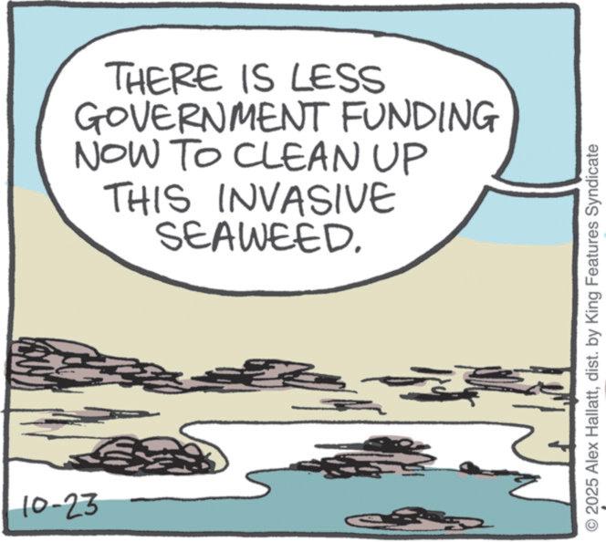 OCR: 10-23 THERE IS LESS GOVERNMENT FUNDING NOW TO CLEAN UP THIS INVASIVE SEAWEED. 2025 Alex Hallattdist. by King Features Syndicate 10-23 THERE IS LESS GOVERNMENT FUNDING NOW TO CLEAN UP THIS INVASIVE SEAWEED . 2025 Alex Hallattdist . by King Features Syndicate
