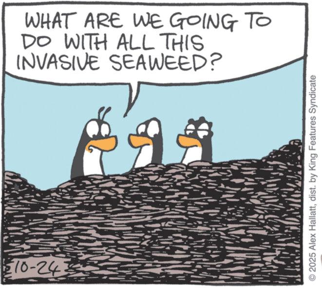 Penguin OCR: 10-24 WHAT ARE WE GOING TO DO WITH ALL THIS INVASIVE SEAWEED? 2025 Alex Hallattdist. by King Features Syndicate 10-24 WHAT ARE WE GOING TO DO WITH ALL THIS INVASIVE SEAWEED ? 2025 Alex Hallattdist . by King Features Syndicate