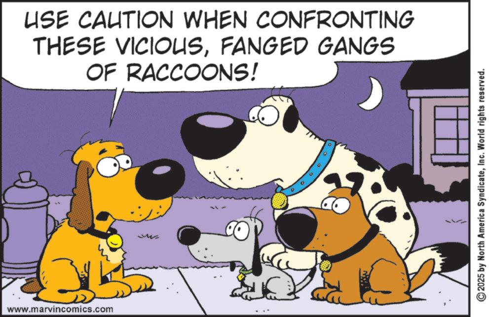 Conversation OCR: www.marvincomics.com USE CAUTION WHEN CONFRONTING THESE VICIOUSFANGED GANGS OF RACCOONS! 2025 by North America SyndicateInc. World rights reserved. www.marvincomics.com USE CAUTION WHEN CONFRONTING THESE VICIOUSFANGED GANGS OF RACCOONS ! 2025 by North America SyndicateInc. World rights reserved .