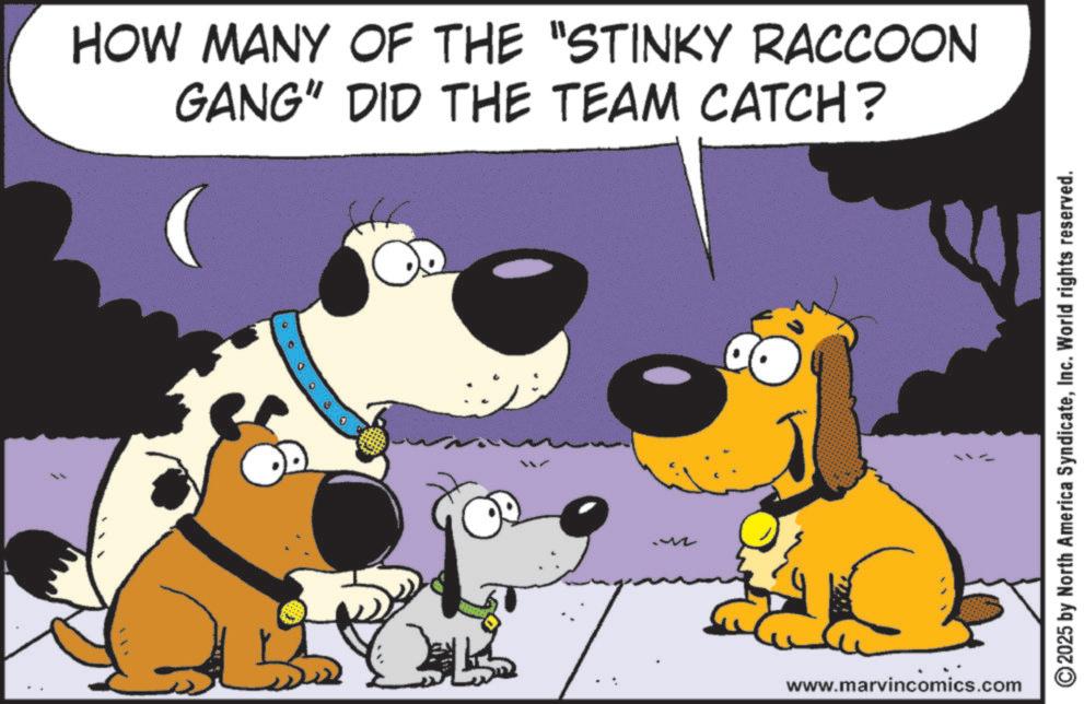 Comic book OCR: HOW MANY OF THE "STINKY RACCOON GANG" DID THE TEAM CATCH? www.marvincomics.com 2025 by North America SyndicateInc. World rights reserved. HOW MANY OF THE " STINKY RACCOON GANG " DID THE TEAM CATCH ? www.marvincomics.com 2025 by North America SyndicateInc. World rights reserved .