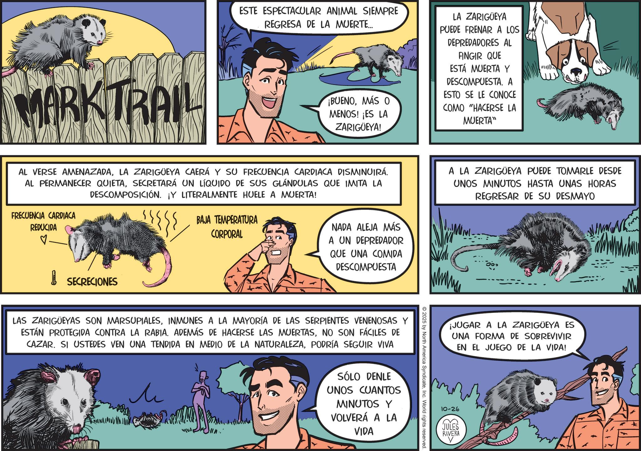 Publication OCR: MARKTRAIL ESTE ESPECTACULAR ANIMAL SIEMPRE REGRESA DE LA MUERTE... ¡BUENOMÁS O MENOS! ¡ES LA ZARIGÜEYA! LA ZARIGÜEYA PUEDE FRENAR A LOS DEPREDADORES AL FINGIR QUE ESTÁ MUERTA Y DESCOMPUESTA. A ESTO SE LE CONOCE COMO "HACERSE LA MUERTA" AL VERSE AMENAZADALA ZARIGÜEYA CAERÁ Y SU FRECUENCIA CARDIACA DISMINUIRÁ. AL PERMANECER QUIETASECRETARÁ UN LÍQUIDO DE SUS GLÁNDULAS QUE IMITA LA DESCOMPOSICIÓN. ¡Y LITERALMENTE HUELE A MUERTA! FRECUENCIA CARDIACA REDUCIDA ? BAJA TEMPERATURA CORPORAL NADA ALEJA MÁS A UN DEPREDADOR QUE UNA COMIDA DESCOMPUESTA A LA ZARIGÜEYA PUEDE TOMARLE DESDE UNOS MINUTOS HASTA UNAS HORAS REGRESAR DE SU DESMAYO SECRECIONES ? LAS ZARIGÜEYAS SON MARSUPIALESINMUNES A LA MAYORÍA DE LAS SERPIENTES VENENOSAS Y ESTÁN PROTEGIDA CONTRA LA RABIA. ADEMÁS DE HACERSE LAS MUERTASNO SON FÁCILES DE CAZAR. SI USTEDES VEN UNA TENDIDA EN MEDIO DE LA NATURALEZAPODRÍA SEGUIR VIVA Me SÓLO DENLE UNOS CUANTOS MINUTOS Y VOLVERÁ A LA VIDA 2025 by North America SyndicateInc. World rights reserved. ¡JUGAR A LA ZARIGÜEYA ES UNA FORMA DE SOBREVIVIR EN EL JUEGO DE LA VIDA! 10-26 JULES RIVERA m MARKTRAIL ESTE ESPECTACULAR ANIMAL SIEMPRE REGRESA DE LA MUERTE ... ¡ BUENOMÁS O MENOS ! ¡ ES LA ZARIGÜEYA ! LA ZARIGÜEYA PUEDE FRENAR A LOS DEPREDADORES AL FINGIR QUE ESTÁ MUERTA Y DESCOMPUESTA . A ESTO SE LE CONOCE COMO " HACERSE LA MUERTA " AL VERSE AMENAZADALA ZARIGÜEYA CAERÁ Y SU FRECUENCIA CARDIACA DISMINUIRÁ . AL PERMANECER QUIETASECRETARÁ UN LÍQUIDO DE SUS GLÁNDULAS QUE IMITA LA DESCOMPOSICIÓN . ¡ Y LITERALMENTE HUELE A MUERTA ! FRECUENCIA CARDIACA REDUCIDA ? BAJA TEMPERATURA CORPORAL NADA ALEJA MÁS A UN DEPREDADOR QUE UNA COMIDA DESCOMPUESTA A LA ZARIGÜEYA PUEDE TOMARLE DESDE UNOS MINUTOS HASTA UNAS HORAS REGRESAR DE SU DESMAYO SECRECIONES ? LAS ZARIGÜEYAS SON MARSUPIALESINMUNES A LA MAYORÍA DE LAS SERPIENTES VENENOSAS Y ESTÁN PROTEGIDA CONTRA LA RABIA . ADEMÁS DE HACERSE LAS MUERTASNO SON FÁCILES DE CAZAR . SI USTEDES VEN UNA TENDIDA EN MEDIO DE LA NATURALEZAPODRÍA SEGUIR VIVA Me SÓLO DENLE UNOS CUANTOS MINUTOS Y VOLVERÁ A LA VIDA 2025 by North America SyndicateInc. World rights reserved . ¡ JUGAR A LA ZARIGÜEYA ES UNA FORMA DE SOBREVIVIR EN EL JUEGO DE LA VIDA ! 10-26 JULES RIVERA m