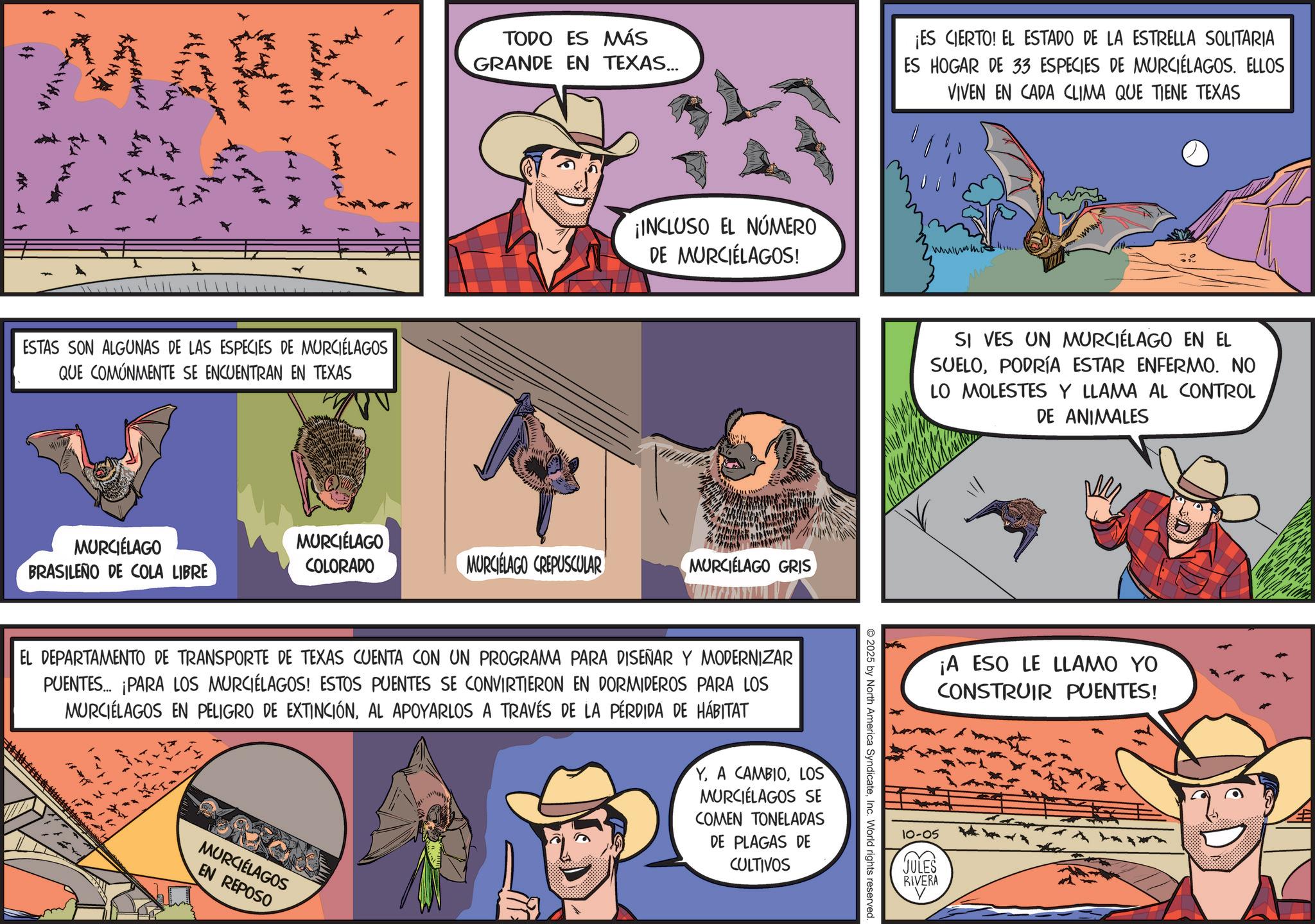 Animation OCR: MARK ESTAS SON ALGUNAS DE LAS ESPECIES DE MURCIÉLAGOS QUE COMÚNMENTE SE ENCUENTRAN EN TEXAS TODO ES MÁS GRANDE EN TEXAS... ¡ES CIERTO! EL ESTADO DE LA ESTRELLA SOLITARIA ES HOGAR DE 33 ESPECIES DE MURCIÉLAGOS. ELLOS VIVEN EN CADA CLIMA QUE TIENE TEXAS ¡INCLUSO EL NÚMERO DE MURCIÉLAGOS! MURCIÉLAGO BRASILEÑO DE COLA LIBRE MURCIÉLAGO COLORADO MURCIELAGO CREPUSCULAR MURCIÉLAGO GRIS EL DEPARTAMENTO DE TRANSPORTE DE TEXAS CUENTA CON UN PROGRAMA PARA DISEÑAR Y MODERNIZAR PUENTES... PARA LOS MURCIÉLAGOS! ESTOS PUENTES SE CONVIRTIERON EN DORMIDEROS PARA LOS MURCIÉLAGOS EN PELIGRO DE EXTINCIÓNAL APOYARLOS A TRAVÉS DE LA PÉRDIDA DE HÁBITAT MURCIÉLAGOS EN REPOSO YLOS MURCIÉLAGOS SE COMEN TONELADAS DE PLAGAS DE CULTIVOS 2025 by North America SyndicateInc. World rights reserved. www SI VES UN MURCIÉLAGO EN EL SUELOPODRÍA ESTAR ENFERMO. NO LO MOLESTES Y LLAMA AL CONTROL DE ANIMALES ¡A ESO LE LLAMO YO CONSTRUIR PUENTES! 10-05 JULES RIVERA MARK ESTAS SON ALGUNAS DE LAS ESPECIES DE MURCIÉLAGOS QUE COMÚNMENTE SE ENCUENTRAN EN TEXAS TODO ES MÁS GRANDE EN TEXAS ... ¡ ES CIERTO ! EL ESTADO DE LA ESTRELLA SOLITARIA ES HOGAR DE 33 ESPECIES DE MURCIÉLAGOS . ELLOS VIVEN EN CADA CLIMA QUE TIENE TEXAS ¡ INCLUSO EL NÚMERO DE MURCIÉLAGOS ! MURCIÉLAGO BRASILEÑO DE COLA LIBRE MURCIÉLAGO COLORADO MURCIELAGO CREPUSCULAR MURCIÉLAGO GRIS EL DEPARTAMENTO DE TRANSPORTE DE TEXAS CUENTA CON UN PROGRAMA PARA DISEÑAR Y MODERNIZAR PUENTES ... PARA LOS MURCIÉLAGOS ! ESTOS PUENTES SE CONVIRTIERON EN DORMIDEROS PARA LOS MURCIÉLAGOS EN PELIGRO DE EXTINCIÓNAL APOYARLOS A TRAVÉS DE LA PÉRDIDA DE HÁBITAT MURCIÉLAGOS EN REPOSO YA CAMBIOLOS MURCIÉLAGOS SE COMEN TONELADAS DE PLAGAS DE CULTIVOS 2025 by North America SyndicateInc. World rights reserved . www SI VES UN MURCIÉLAGO EN EL SUELOPODRÍA ESTAR ENFERMO . NO LO MOLESTES Y LLAMA AL CONTROL DE ANIMALES ¡ A ESO LE LLAMO YO CONSTRUIR PUENTES ! 10-05 JULES RIVERA