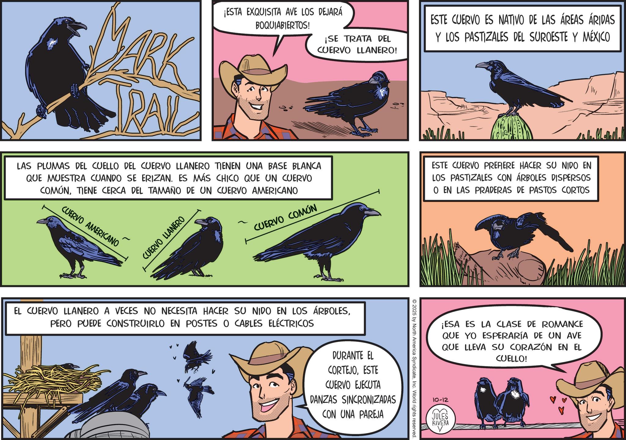 Animated cartoon OCR: MARK RAIL ¡ESTA EXQUISITA AVE LOS DEJARÁ BOQUIABIERTOS! ¡SE TRATA DEL CUERVO LLANERO! LAS PLUMAS DEL CUELLO DEL CUERVO LLANERO TIENEN UNA BASE BLANCA QUE MUESTRA CUANDO SE ERIZAN. ES MÁS CHICO QUE UN CUERVO COMÚNTIENE CERCA DEL TAMAÑO DE UN CUERVO AMERICANO ESTE CUERVO ES NATIVO DE LAS ÁREAS ÁRIDAS Y LOS PASTIZALES DEL SUROESTE Y MÉXICO ESTE CUERVO PREFIERE HACER SU NIDO EN LOS PASTIZALES CON ÁRBOLES DISPERSOS O EN LAS PRADERAS DE PASTOS CORTOS CUERVO AMERICANO CUERVO LLANERO CUERVO COMÚN EL CUERVO LLANERO A VECES NO NECESITA HACER SU NIDO EN LOS ÁRBOLESPERO PUEDE CONSTRUIRLO EN POSTES O CABLES ELÉCTRICOS DURANTE EL CORTEJOESTE CUERVO EJECUTA DANZAS SINCRONIZADAS CON UNA PAREJA 2025 by North America SyndicateInc. World rights reserved. ¡ESA ES LA CLASE DE ROMANCE QUE YO ESPERARÍA DE UN AVE QUE LLEVA SU CORAZÓN EN EL CUELLO! 10-12 JULES RIVERA MARK RAIL ¡ ESTA EXQUISITA AVE LOS DEJARÁ BOQUIABIERTOS ! ¡ SE TRATA DEL CUERVO LLANERO ! LAS PLUMAS DEL CUELLO DEL CUERVO LLANERO TIENEN UNA BASE BLANCA QUE MUESTRA CUANDO SE ERIZAN . ES MÁS CHICO QUE UN CUERVO COMÚNTIENE CERCA DEL TAMAÑO DE UN CUERVO AMERICANO ESTE CUERVO ES NATIVO DE LAS ÁREAS ÁRIDAS Y LOS PASTIZALES DEL SUROESTE Y MÉXICO ESTE CUERVO PREFIERE HACER SU NIDO EN LOS PASTIZALES CON ÁRBOLES DISPERSOS O EN LAS PRADERAS DE PASTOS CORTOS CUERVO AMERICANO CUERVO LLANERO CUERVO COMÚN EL CUERVO LLANERO A VECES NO NECESITA HACER SU NIDO EN LOS ÁRBOLESPERO PUEDE CONSTRUIRLO EN POSTES O CABLES ELÉCTRICOS DURANTE EL CORTEJOESTE CUERVO EJECUTA DANZAS SINCRONIZADAS CON UNA PAREJA 2025 by North America SyndicateInc. World rights reserved . ¡ ESA ES LA CLASE DE ROMANCE QUE YO ESPERARÍA DE UN AVE QUE LLEVA SU CORAZÓN EN EL CUELLO ! 10-12 JULES RIVERA