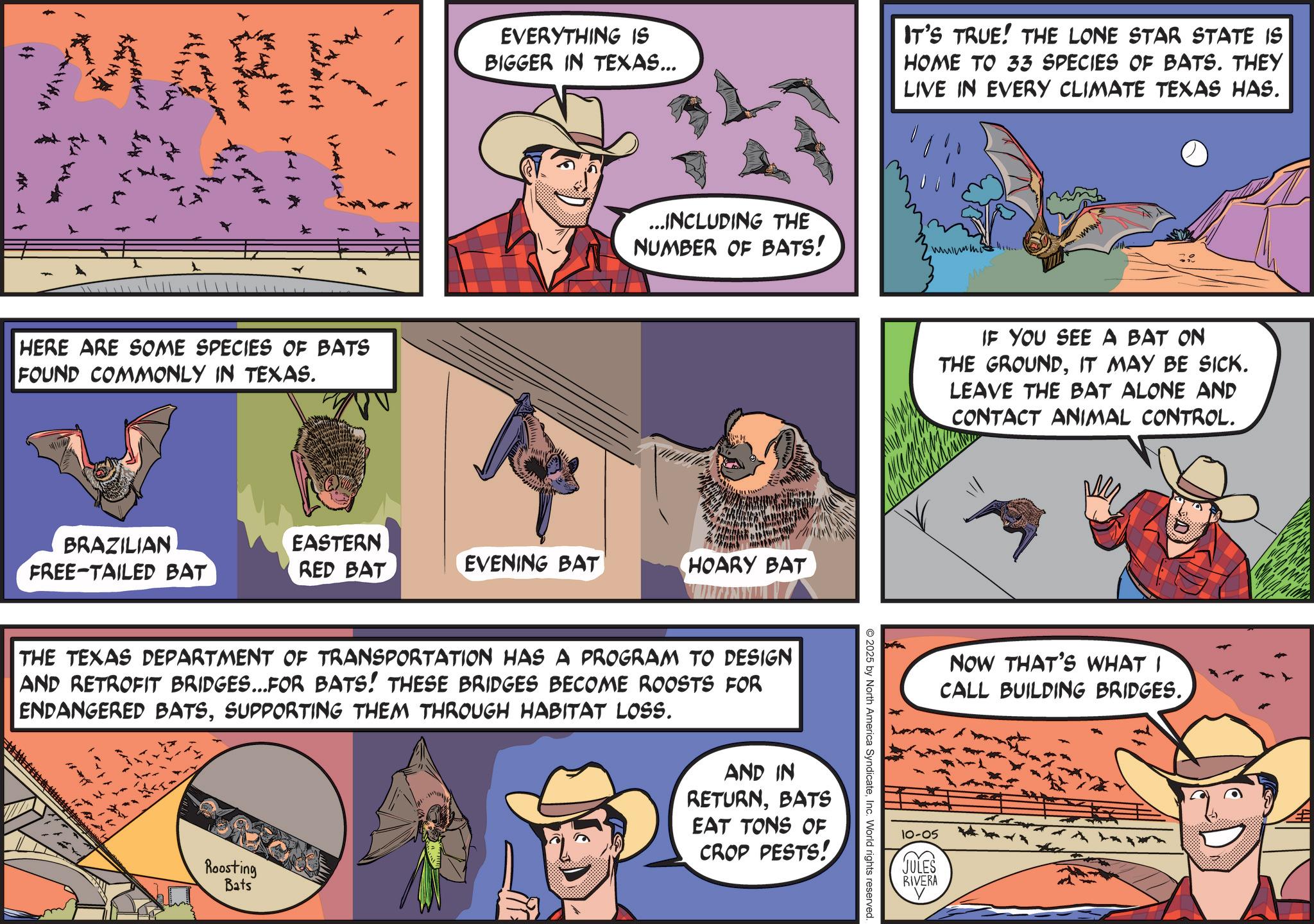 Animation OCR: MARK HERE ARE SOME SPECIES OF BATS FOUND COMMONLY IN TEXAS. EVERYTHING IS BIGGER IN TEXAS... ... INCLUDING THE NUMBER OF BATS! BRAZILIAN FREE-TAILED BAT EASTERN RED BAT EVENING BAT HOARY BAT THE TEXAS DEPARTMENT OF TRANSPORTATION HAS A PROGRAM TO DESIGN AND RETROFIT BRIDGES...FOR BATS! THESE BRIDGES BECOME ROOSTS FOR ENDANGERED BATSSUPPORTING THEM THROUGH HABITAT LOSS. >> Roosting Bats AND IN RETURNBATS EAT TONS OF CROP PESTS! IT'S TRUE! THE LONE STAR STATE IS HOME TO 33 SPECIES OF BATS. THEY LIVE IN EVERY CLIMATE TEXAS HAS. 2025 by North America SyndicateInc. World rights reserved. mmm... IF YOU SEE A BAT ON THE GROUNDIT MAY BE SICK. LEAVE THE BAT ALONE AND CONTACT ANIMAL CONTROL. NOW THAT'S WHAT I CALL BUILDING BRIDGES. 10-05 JULES RIVERA MARK HERE ARE SOME SPECIES OF BATS FOUND COMMONLY IN TEXAS . EVERYTHING IS BIGGER IN TEXAS ... ... INCLUDING THE NUMBER OF BATS ! BRAZILIAN FREE - TAILED BAT EASTERN RED BAT EVENING BAT HOARY BAT THE TEXAS DEPARTMENT OF TRANSPORTATION HAS A PROGRAM TO DESIGN AND RETROFIT BRIDGES ... FOR BATS ! THESE BRIDGES BECOME ROOSTS FOR ENDANGERED BATSSUPPORTING THEM THROUGH HABITAT LOSS . >> Roosting Bats AND IN RETURNBATS EAT TONS OF CROP PESTS ! IT'S TRUE ! THE LONE STAR STATE IS HOME TO 33 SPECIES OF BATS . THEY LIVE IN EVERY CLIMATE TEXAS HAS . 2025 by North America SyndicateInc. World rights reserved . mmm ... IF YOU SEE A BAT ON THE GROUNDIT MAY BE SICK . LEAVE THE BAT ALONE AND CONTACT ANIMAL CONTROL . NOW THAT'S WHAT I CALL BUILDING BRIDGES . 10-05 JULES RIVERA