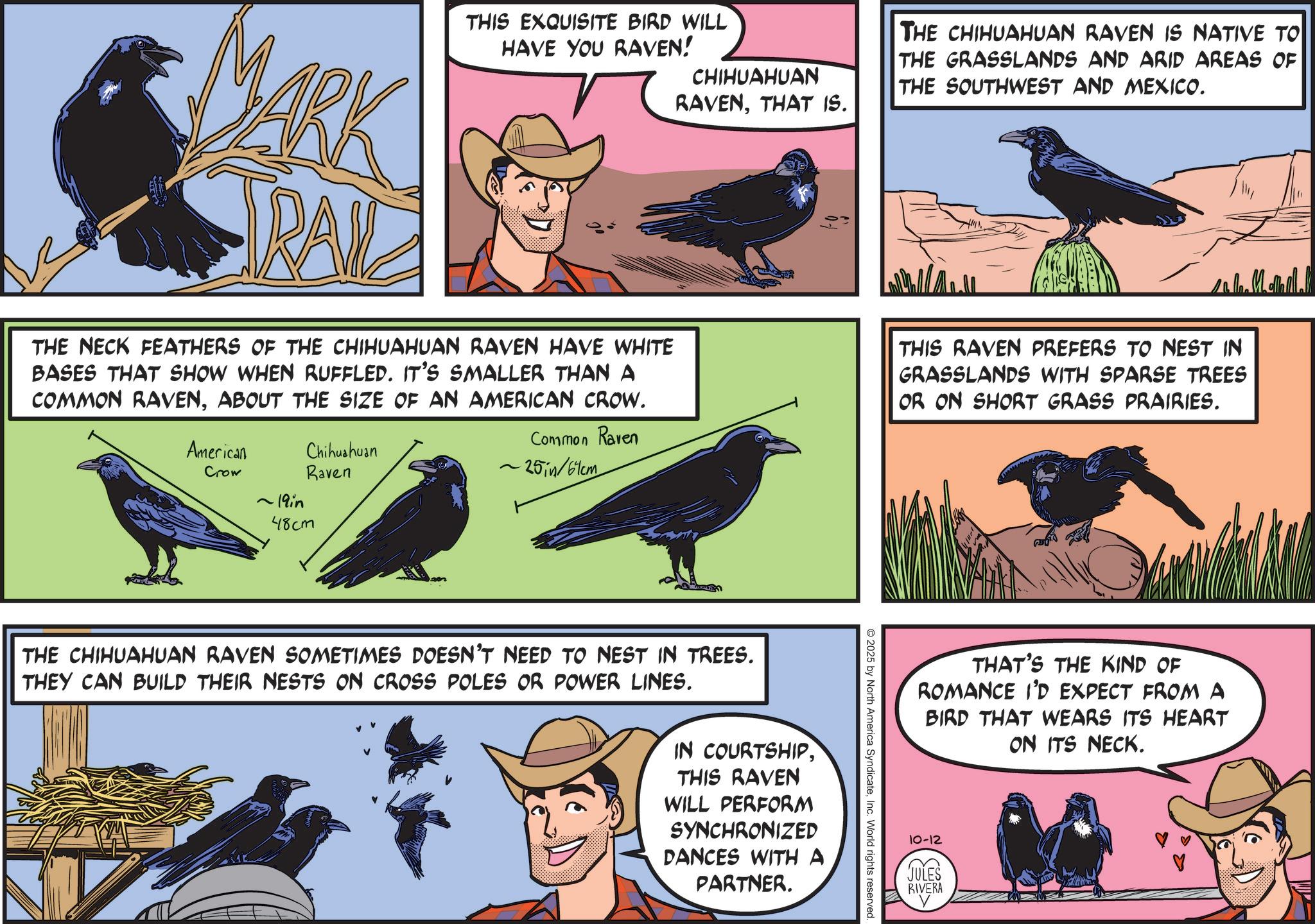 Animation OCR: MARK TRAIL THIS EXQUISITE BIRD WILL HAVE YOU RAVEN! THE NECK FEATHERS OF THE CHIHUAHUAN RAVEN HAVE WHITE BASES THAT SHOW WHEN RUFFLED. IT'S SMALLER THAN A COMMON RAVENABOUT THE SIZE OF AN AMERICAN CROW. American Crow ~19in 48cm Chihuahuan Raven Common Raven ~25in/61cm CHIHUAHUAN RAVENTHAT IS. THE CHIHUAHUAN RAVEN IS NATIVE TO THE GRASSLANDS AND ARID AREAS OF THE SOUTHWEST AND MEXICO. THIS RAVEN PREFERS TO NEST IN GRASSLANDS WITH SPARSE TREES OR ON SHORT GRASS PRAIRIES. THAT'S THE KIND OF ROMANCE I'D EXPECT FROM A BIRD THAT WEARS ITS HEART ON ITS NECK. 2025 by North America SyndicateInc. World rights reserved. THE CHIHUAHUAN RAVEN SOMETIMES DOESN'T NEED TO NEST IN TREES. THEY CAN BUILD THEIR NESTS ON CROSS POLES OR POWER LINES. IN COURTSHIPTHIS RAVEN WILL PERFORM SYNCHRONIZED DANCES WITH A PARTNER. 10-12 JULES RIVERA MARK TRAIL THIS EXQUISITE BIRD WILL HAVE YOU RAVEN ! THE NECK FEATHERS OF THE CHIHUAHUAN RAVEN HAVE WHITE BASES THAT SHOW WHEN RUFFLED . IT'S SMALLER THAN A COMMON RAVENABOUT THE SIZE OF AN AMERICAN CROW . American Crow ~ 19in 48cm Chihuahuan Raven Common Raven ~ 25in / 61cm CHIHUAHUAN RAVENTHAT IS . THE CHIHUAHUAN RAVEN IS NATIVE TO THE GRASSLANDS AND ARID AREAS OF THE SOUTHWEST AND MEXICO . THIS RAVEN PREFERS TO NEST IN GRASSLANDS WITH SPARSE TREES OR ON SHORT GRASS PRAIRIES . THAT'S THE KIND OF ROMANCE I'D EXPECT FROM A BIRD THAT WEARS ITS HEART ON ITS NECK . 2025 by North America SyndicateInc. World rights reserved . THE CHIHUAHUAN RAVEN SOMETIMES DOESN'T NEED TO NEST IN TREES . THEY CAN BUILD THEIR NESTS ON CROSS POLES OR POWER LINES . IN COURTSHIPTHIS RAVEN WILL PERFORM SYNCHRONIZED DANCES WITH A PARTNER . 10-12 JULES RIVERA