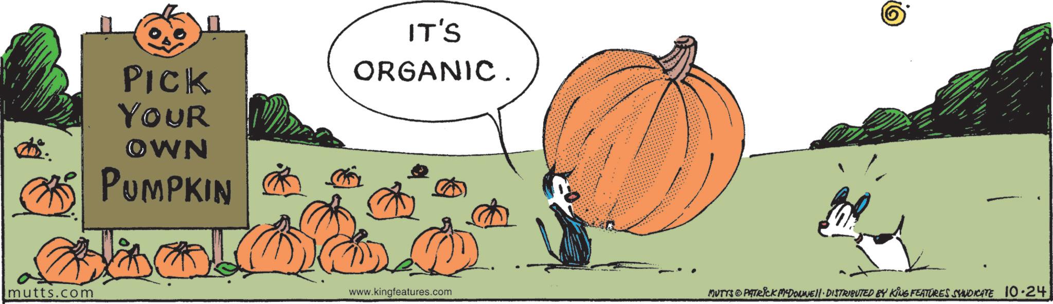Animation OCR: mutts.com PICK YOUR OWN PUMPKIN IT'S ORGANIC. www.kingfeatures.com MUTTS PATRICK MCDONNELL DISTRIBUTED BY KING FEATURES SYNDICATE 10.24 mutts.com PICK YOUR OWN PUMPKIN IT'S ORGANIC . www.kingfeatures.com MUTTS PATRICK MCDONNELL DISTRIBUTED BY KING FEATURES SYNDICATE 10.24