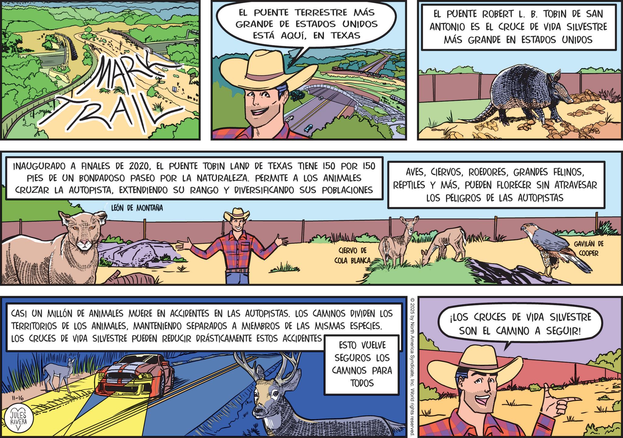 Livestock OCR: RAI EL PUENTE TERRESTRE MÁS GRANDE DE ESTADOS UNIDOS ESTÁ AQUÍEN TEXAS EL PUENTE ROBERT L. B. TOBIN DE SAN ANTONIO ES EL CRUCE DE VIDA SILVESTRE MÁS GRANDE EN ESTADOS UNIDOS INAUGURADO A FINALES DE 2020EL PUENTE TOBIN LAND DE TEXAS TIENE 150 POR 150 PIES DE UN BONDADOSO PASEO POR LA NATURALEZA. PERMITE A LOS ANIMALES CRUZAR LA AUTOPISTAEXTENDIENDO SU RANGO Y DIVERSIFICANDO SUS POBLACIONES LEÓN DE MONTAÑA AVESPUEDEN FLORECER SIN ATRAVESAR LOS PELIGROS DE LAS AUTOPISTAS CIERVO DE COLA BLANCA CASI UN MILLÓN DE ANIMALES MUERE EN ACCIDENTES EN LAS AUTOPISTAS. LOS CAMINOS DIVIDEN LOS TERRITORIOS DE LOS ANIMALESMANTENIENDO SEPARADOS A MIEMBROS DE LAS MISMAS ESPECIES. LOS CRUCES DE VIDA SILVESTRE PUEDEN REDUCIR DRÁSTICAMENTE ESTOS ACCIDENTES| ESTO VUELVE SEGUROS LOS CAMINOS PARA TODOS 11-16 JULES RIVERA 2025 by North America SyndicateInc. World rights reserved. GAVILÁN DE COOPER ¡LOS CRUCES DE VIDA SILVESTRE SON EL CAMINO A SEGUIR! RAI EL PUENTE TERRESTRE MÁS GRANDE DE ESTADOS UNIDOS ESTÁ AQUÍEN TEXAS EL PUENTE ROBERT L. B. TOBIN DE SAN ANTONIO ES EL CRUCE DE VIDA SILVESTRE MÁS GRANDE EN ESTADOS UNIDOS INAUGURADO A FINALES DE 2020EL PUENTE TOBIN LAND DE TEXAS TIENE 150 POR 150 PIES DE UN BONDADOSO PASEO POR LA NATURALEZA . PERMITE A LOS ANIMALES CRUZAR LA AUTOPISTAEXTENDIENDO SU RANGO Y DIVERSIFICANDO SUS POBLACIONES LEÓN DE MONTAÑA AVESGRANDES FELINOSREPTILES Y MÁSPUEDEN FLORECER SIN ATRAVESAR LOS PELIGROS DE LAS AUTOPISTAS CIERVO DE COLA BLANCA CASI UN MILLÓN DE ANIMALES MUERE EN ACCIDENTES EN LAS AUTOPISTAS . LOS CAMINOS DIVIDEN LOS TERRITORIOS DE LOS ANIMALESMANTENIENDO SEPARADOS A MIEMBROS DE LAS MISMAS ESPECIES . LOS CRUCES DE VIDA SILVESTRE PUEDEN REDUCIR DRÁSTICAMENTE ESTOS ACCIDENTES | ESTO VUELVE SEGUROS LOS CAMINOS PARA TODOS 11-16 JULES RIVERA 2025 by North America SyndicateInc. World rights reserved . GAVILÁN DE COOPER ¡ LOS CRUCES DE VIDA SILVESTRE SON EL CAMINO A SEGUIR !