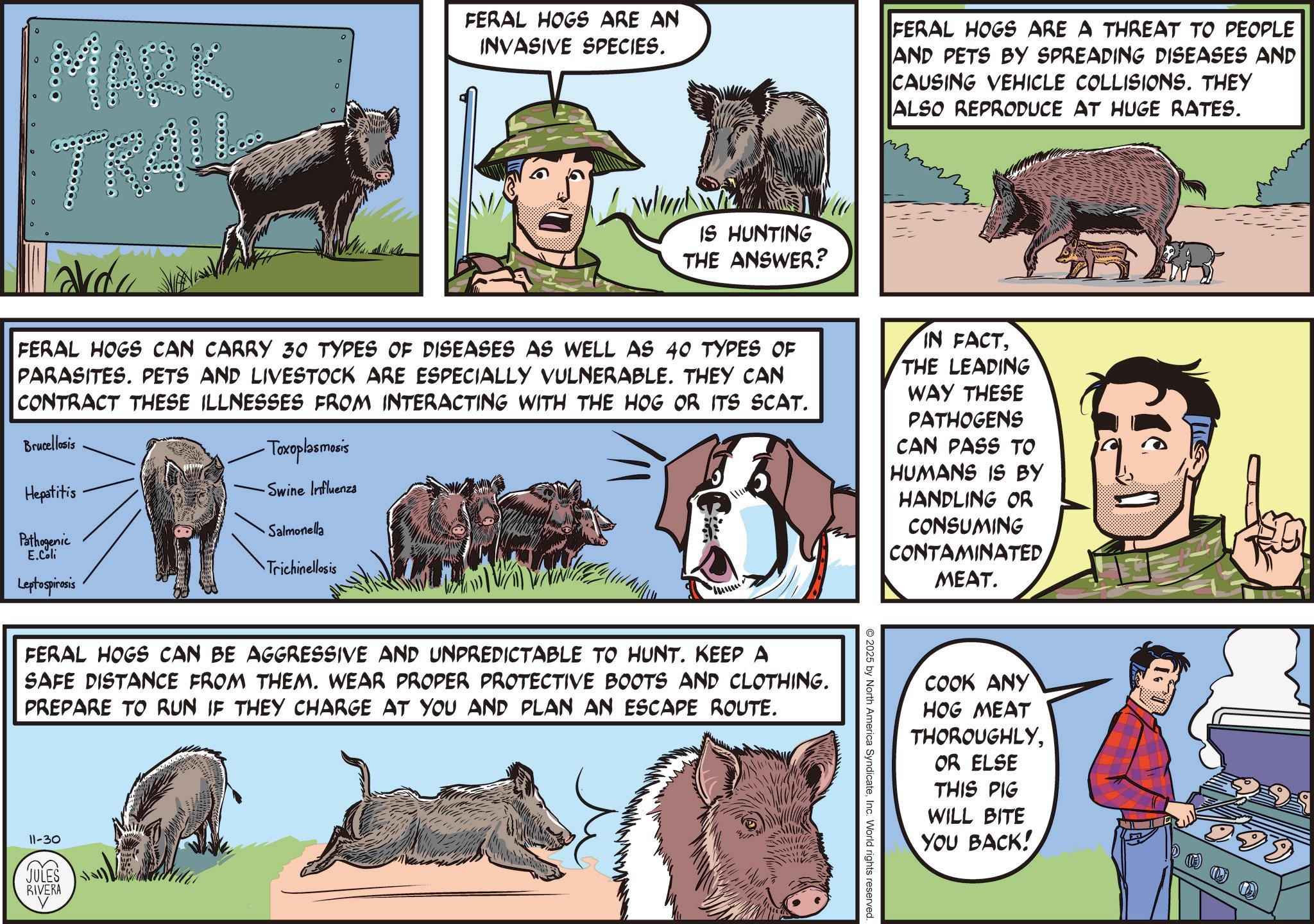 Comic book OCR: MARK TRA 0 FERAL HOGS ARE AN INVASIVE SPECIES. FERAL HOGS ARE A THREAT TO PEOPLE AND PETS BY SPREADING DISEASES AND CAUSING VEHICLE COLLISIONS. THEY ALSO REPRODUCE AT HUGE RATES. IS HUNTING THE ANSWER? FERAL HOGS CAN CARRY 30 TYPES OF DISEASES AS WELL AS 40 TYPES OF PARASITES. PETS AND LIVESTOCK ARE ESPECIALLY VULNERABLE. THEY CAN CONTRACT THESE ILLNESSES FROM INTERACTING WITH THE HOG OR ITS SCAT. Brucellosis Hepatitis Pathogenic E.Coli Leptospirosis Toxoplasmosis Swine Influenza Salmonella Trichinellosis ´lawse FERAL HOGS CAN BE AGGRESSIVE AND UNPREDICTABLE TO HUNT. KEEP A SAFE DISTANCE FROM THEM. WEAR PROPER PROTECTIVE BOOTS AND CLOTHING. PREPARE TO RUN IF THEY CHARGE AT YOU AND PLAN AN ESCAPE ROUTE. 11-30 JULES RIVERA 2025 by North America SyndicateInc. World rights reserved. IN FACTTHE LEADING WAY THESE PATHOGENS CAN PASS TO HUMANS IS BY HANDLING OR CONSUMING CONTAMINATED MEAT. COOK ANY HOG MEAT THOROUGHLYOR ELSE THIS PIG WILL BITE YOU BACK! MARK TRA 0 FERAL HOGS ARE AN INVASIVE SPECIES . FERAL HOGS ARE A THREAT TO PEOPLE AND PETS BY SPREADING DISEASES AND CAUSING VEHICLE COLLISIONS . THEY ALSO REPRODUCE AT HUGE RATES . IS HUNTING THE ANSWER ? FERAL HOGS CAN CARRY 30 TYPES OF DISEASES AS WELL AS 40 TYPES OF PARASITES . PETS AND LIVESTOCK ARE ESPECIALLY VULNERABLE . THEY CAN CONTRACT THESE ILLNESSES FROM INTERACTING WITH THE HOG OR ITS SCAT . Brucellosis Hepatitis Pathogenic E.Coli Leptospirosis Toxoplasmosis Swine Influenza Salmonella Trichinellosis ´lawse FERAL HOGS CAN BE AGGRESSIVE AND UNPREDICTABLE TO HUNT . KEEP A SAFE DISTANCE FROM THEM . WEAR PROPER PROTECTIVE BOOTS AND CLOTHING . PREPARE TO RUN IF THEY CHARGE AT YOU AND PLAN AN ESCAPE ROUTE . 11-30 JULES RIVERA 2025 by North America SyndicateInc. World rights reserved . IN FACTTHE LEADING WAY THESE PATHOGENS CAN PASS TO HUMANS IS BY HANDLING OR CONSUMING CONTAMINATED MEAT . COOK ANY HOG MEAT THOROUGHLYOR ELSE THIS PIG WILL BITE YOU BACK !