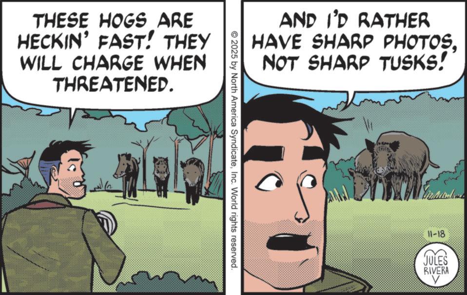 Fictional character OCR: THESE HOGS ARE HECKIN' FAST! THEY WILL CHARGE WHEN THREATENED. AND I'D RATHER HAVE SHARP PHOTOSNOT SHARP TUSKS! © 2025 by North America SyndicateInc. World rights reserved. 11-18 JULES RIVERA ? THESE HOGS ARE HECKIN ' FAST ! THEY WILL CHARGE WHEN THREATENED . AND I'D RATHER HAVE SHARP PHOTOSNOT SHARP TUSKS ! © 2025 by North America SyndicateInc. World rights reserved . 11-18 JULES RIVERA ?