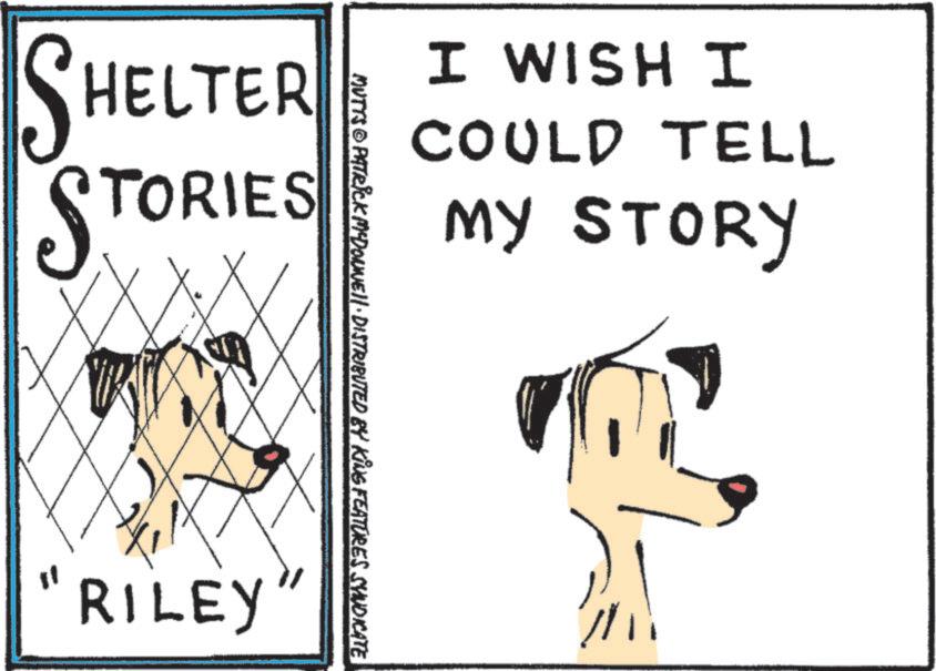 Graphics OCR: I HSIM I COULD TELL MY STORY SHELTER STORIES MUTTS © PATRICK MYDONNELL DISTRIBUTED BY KING FEATURES SYNDICATE 11 RILEY I HSIM I COULD TELL MY STORY SHELTER STORIES MUTTS © PATRICK MYDONNELL DISTRIBUTED BY KING FEATURES SYNDICATE 11 RILEY