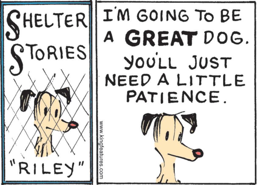 Graphics OCR: SHELTER I'M HELTER I'M GOING TO BE A GREAT DOG. STORIES YOU'LL JUST NEED A LITTLE PATIENCE. www.kingfeatures.com "RILEY" SHELTER I'M HELTER I'M GOING TO BE A GREAT DOG . STORIES YOU'LL JUST NEED A LITTLE PATIENCE . www.kingfeatures.com " RILEY "
