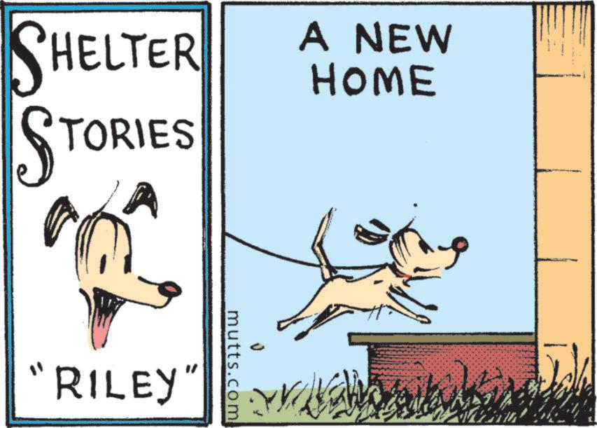 Fiction OCR: SHELTER STORIES A NEW HOME "RILEY" mutts.com SHELTER STORIES A NEW HOME " RILEY " mutts.com