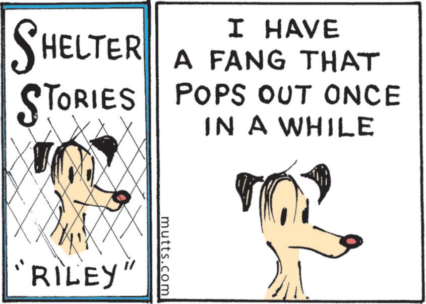 Graphics OCR: I HAVE SHELTER A FANG THAT STORIES POPS OUT ONCE IN A WHILE RILEY" mutts.com I HAVE SHELTER A FANG THAT STORIES POPS OUT ONCE IN A WHILE RILEY " mutts.com