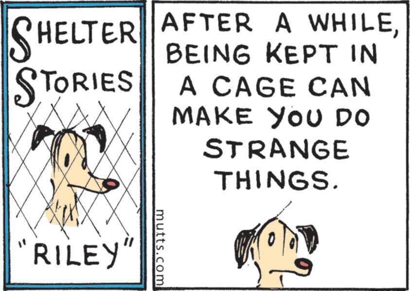 Canidae OCR: SHELTER AFTER A WHILEBEING KEPT IN STORIES A CAGE CAN MAKE YOU DO RILEY" mutts.com STRANGE THINGS. SHELTER AFTER A WHILEBEING KEPT IN STORIES A CAGE CAN MAKE YOU DO RILEY " mutts.com STRANGE THINGS .