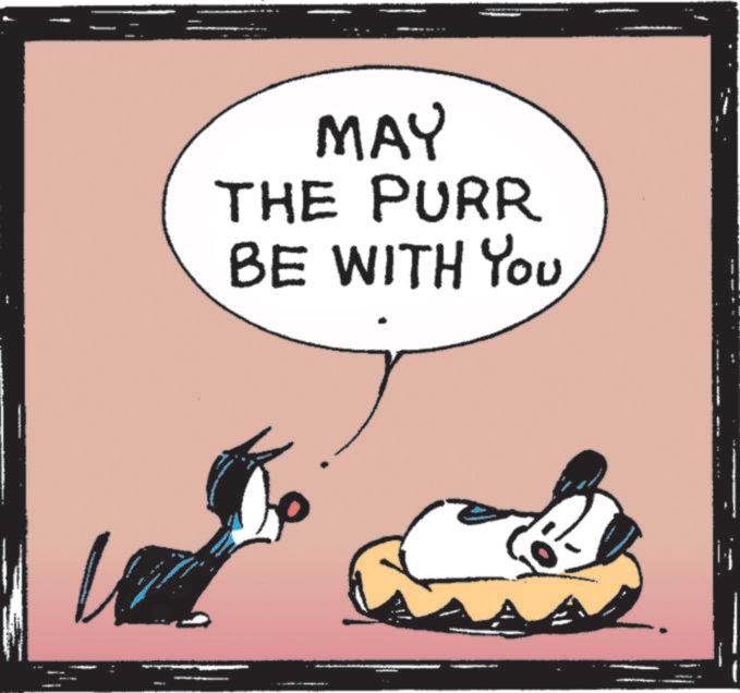 Photo caption OCR: MAY THE PURR BE WITH YOU MAY THE PURR BE WITH YOU