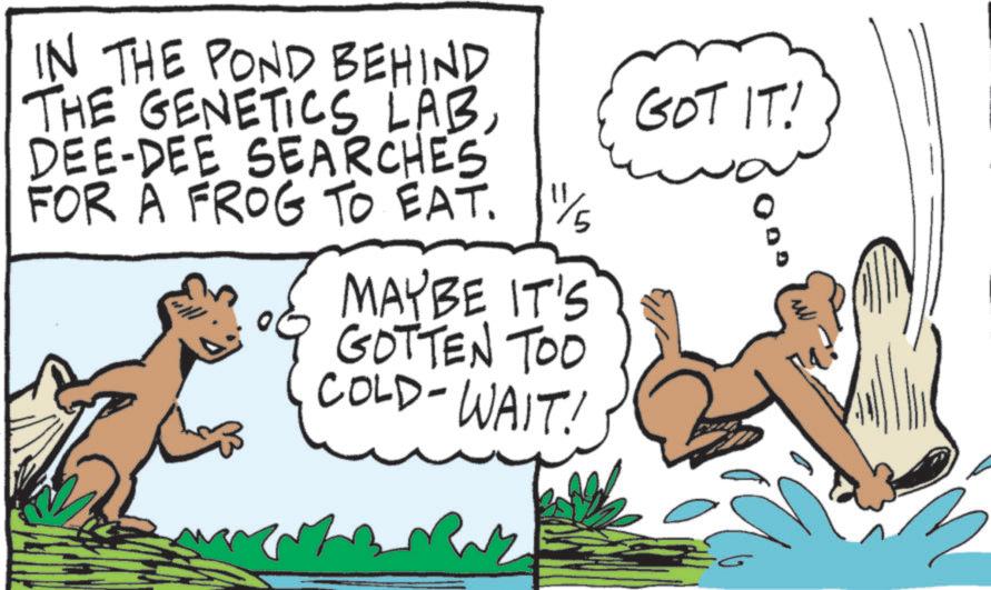 Terrestrial animal OCR: IN THE POND BEHIND THE GENETICS LABDEE-DEE SEARCHES FOR A FROG TO EAT. MAYBE IT'S TOO GOTTEN COLD-WAIT! GOT IT! ? IN THE POND BEHIND THE GENETICS LABDEE - DEE SEARCHES FOR A FROG TO EAT . MAYBE IT'S TOO GOTTEN COLD - WAIT ! GOT IT ! ?