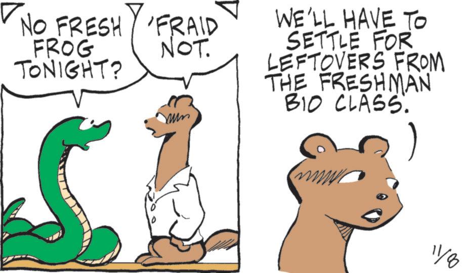 Photo caption OCR: NO FRESH FROG FRAID NOT. TONIGHT? WE'LL HAVE TO SETTLE FOR LEFTOVERS FROM THE FRESHMAN BIO CLASS. 11/80 NO FRESH FROG FRAID NOT . TONIGHT ? WE'LL HAVE TO SETTLE FOR LEFTOVERS FROM THE FRESHMAN BIO CLASS . 11/80