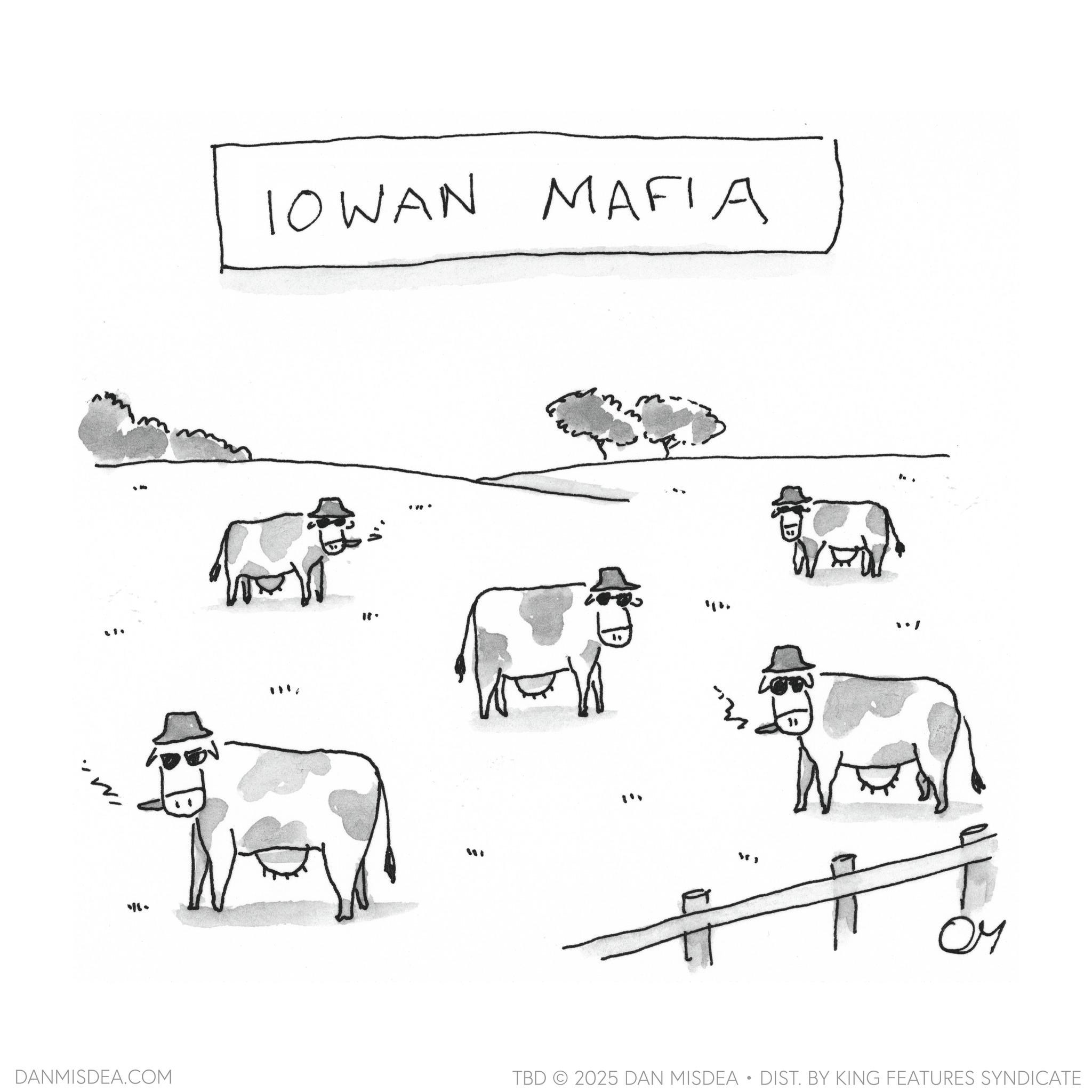 Herding OCR: ?. ?? IOWAN MAFIA 1. .. : ?? DANMISDEA.COM TBD 2025 DAN MISDEA • DIST. BY KING FEATURES SYNDICATE ? . ?? IOWAN MAFIA 1 . .. : ?? DANMISDEA.COM TBD 2025 DAN MISDEA • DIST . BY KING FEATURES SYNDICATE