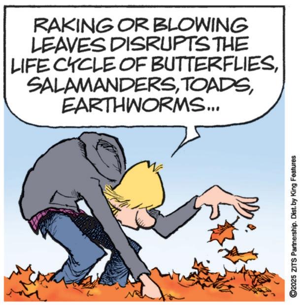 Photo caption OCR: RAKING OR BLOWING LEAVES DISRUPTS THE LIFE CYCLE OF BUTTERFLIESEARTHWORMS... ww ©2025 ZITS Partnership. Dist. by King Features RAKING OR BLOWING LEAVES DISRUPTS THE LIFE CYCLE OF BUTTERFLIESEARTHWORMS ... ww © 2025 ZITS Partnership . Dist . by King Features