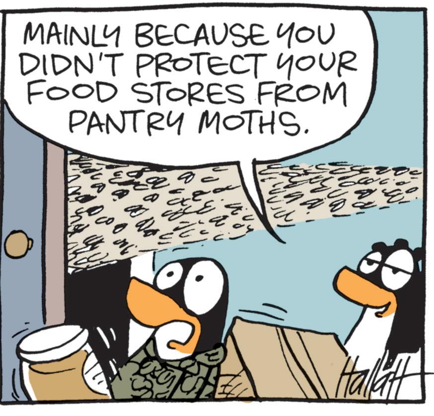 Comics OCR: MAINLY BECAUSE YOU DIDN'T PROTECT YOUR FOOD STORES FROM PANTRY MOTHS. ? a 00 No M ?? ????? Halatt MAINLY BECAUSE YOU DIDN'T PROTECT YOUR FOOD STORES FROM PANTRY MOTHS . ? a 00 No M ?? ????? Halatt